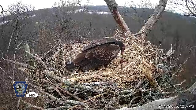 Snapshot of Hanover Eagles Live Cam taken Jan 16, 2026, 3:32pm EST