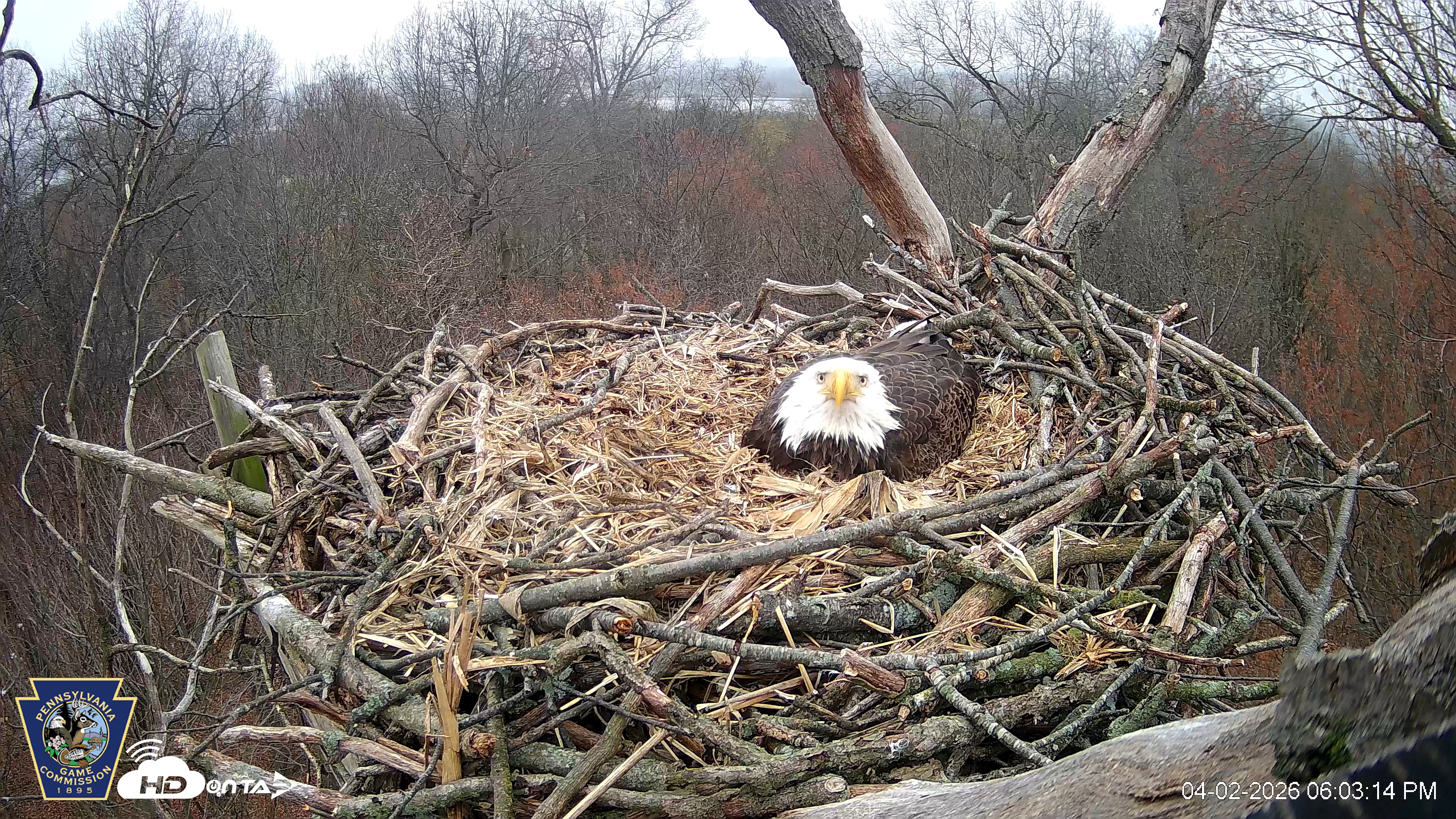 Snapshot of Hanover Eagles Live Cam taken Apr 2, 2026, 6:04pm EDT