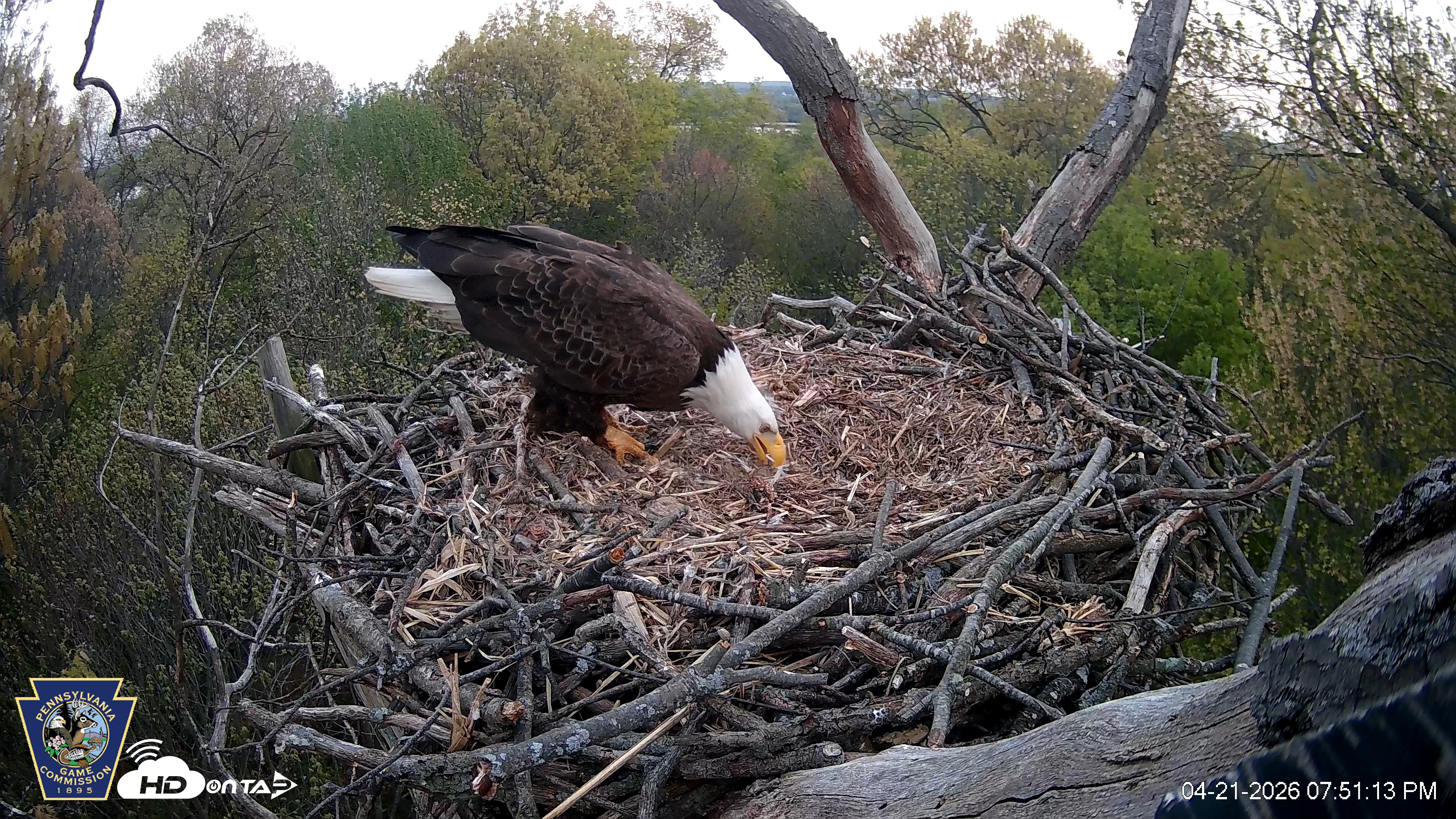 Snapshot of Hanover Eagles Live Cam taken Apr 21, 2026, 7:51pm EDT