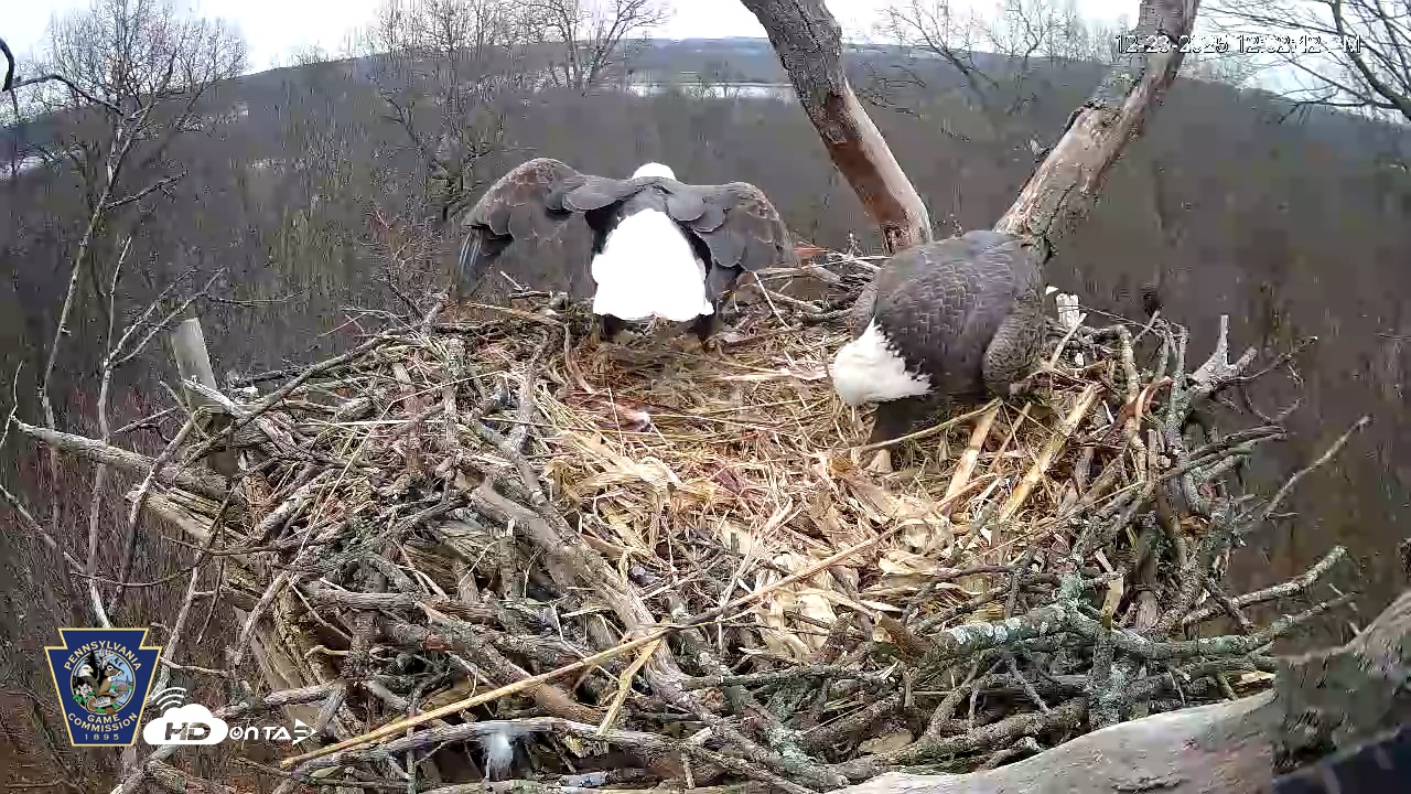 Snapshot of Hanover Eagles Live Cam taken Dec 23, 2025, 12:02pm EST