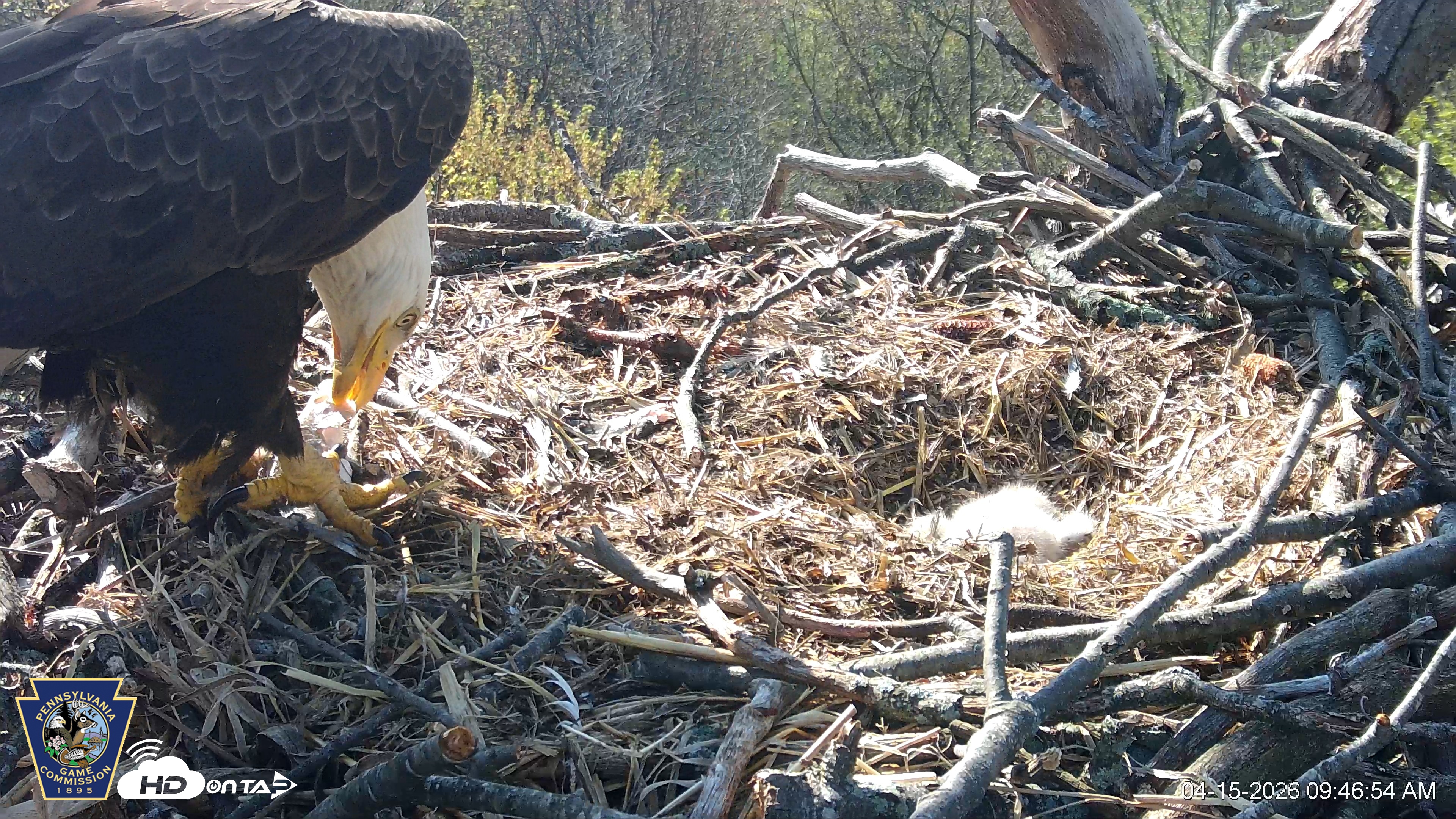 Snapshot of Hanover Eagles Live Cam taken Apr 15, 2026, 9:47am EDT