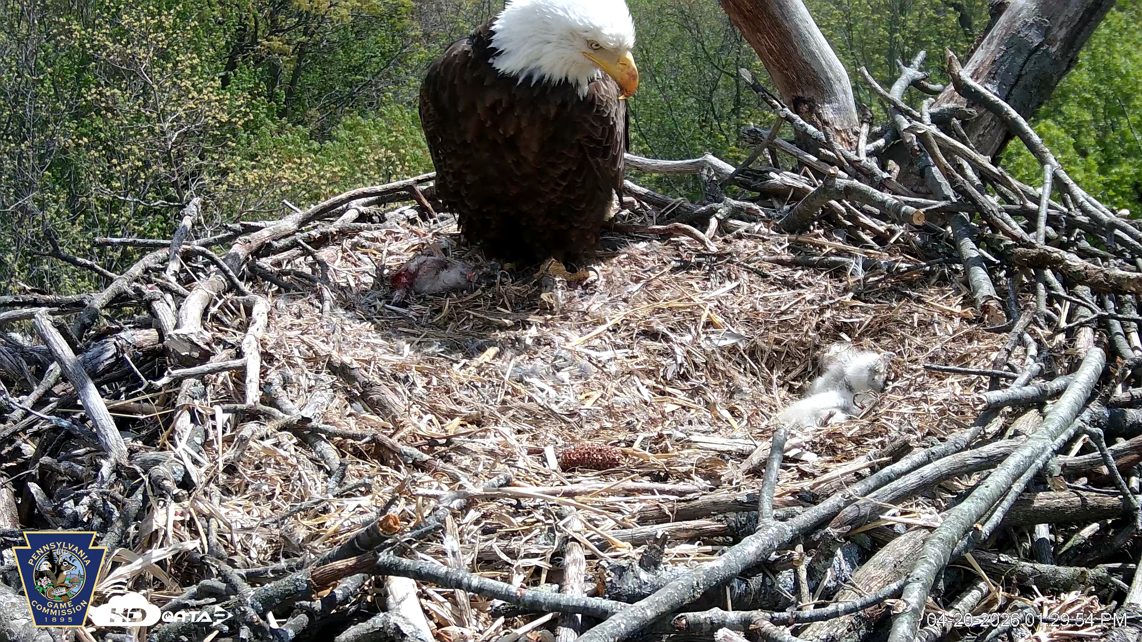 Snapshot of Hanover Eagles Live Cam taken Apr 20, 2026, 1:30pm EDT