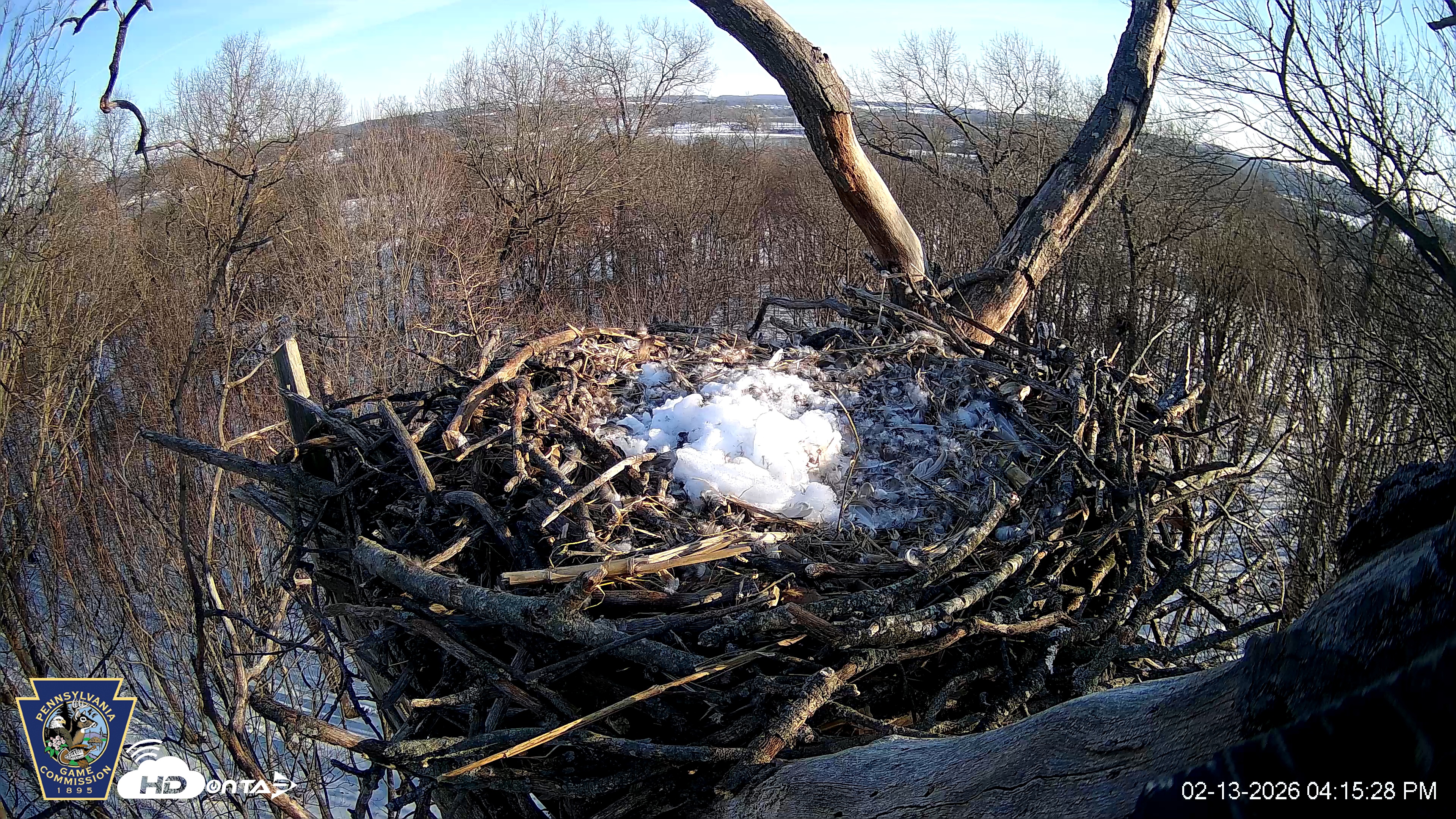 Snapshot of Hanover Eagles Live Cam taken Feb 13, 2026, 4:15pm EST