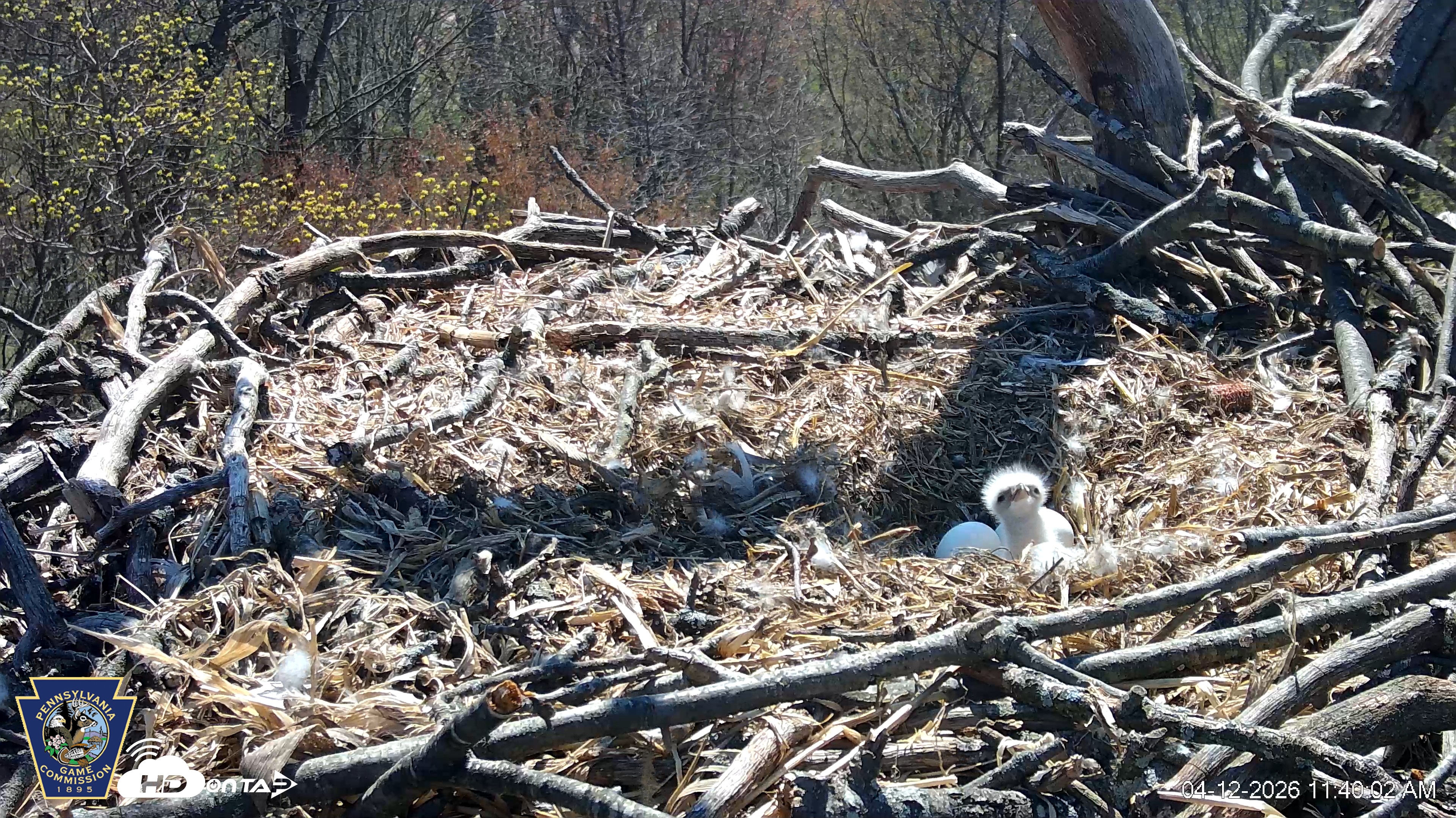 Snapshot of Hanover Eagles Live Cam taken Apr 12, 2026, 11:40am EDT