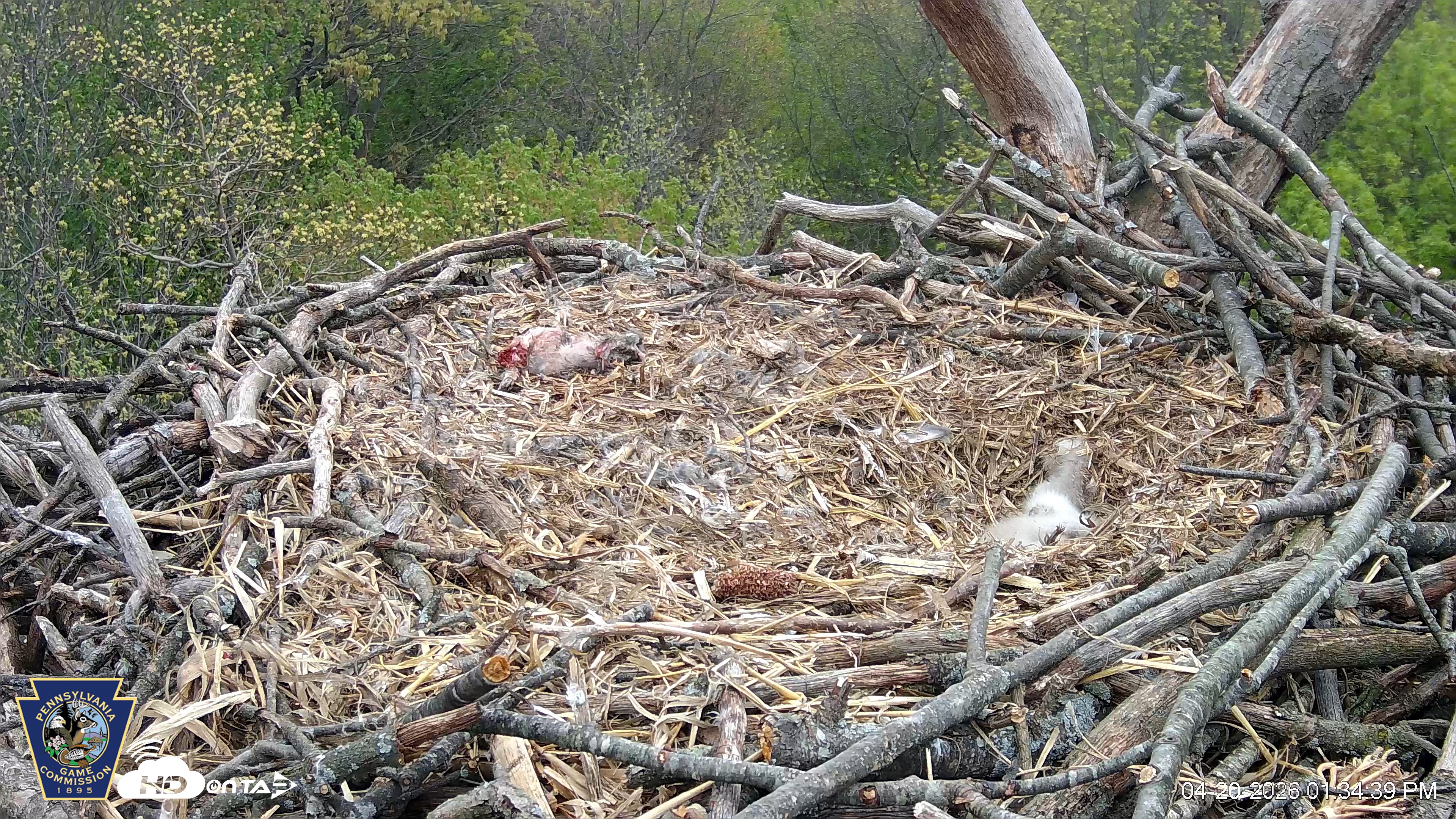 Snapshot of Hanover Eagles Live Cam taken Apr 20, 2026, 1:35pm EDT