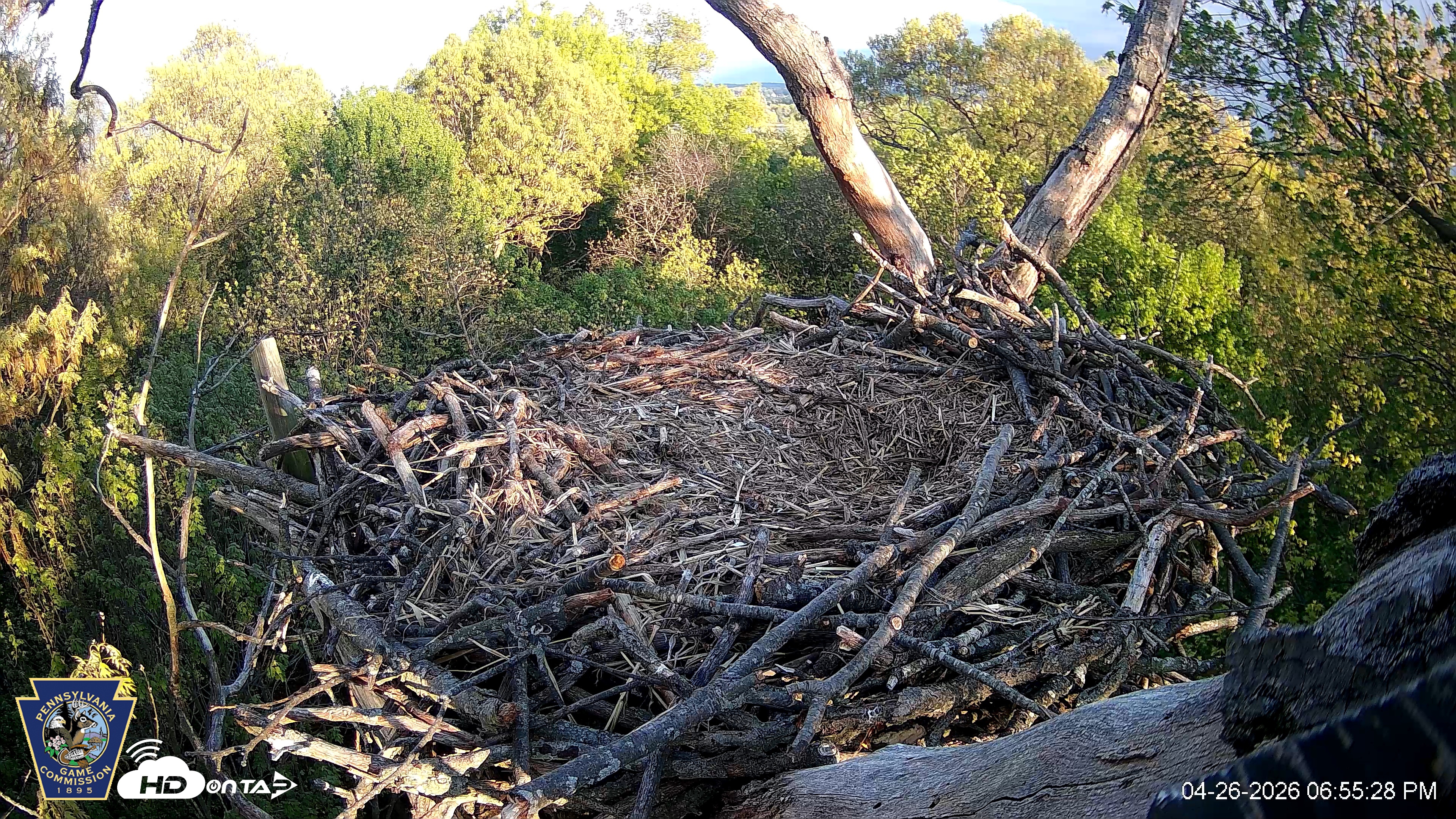Snapshot of Hanover Eagles Live Cam taken Apr 26, 2026, 6:55pm EDT