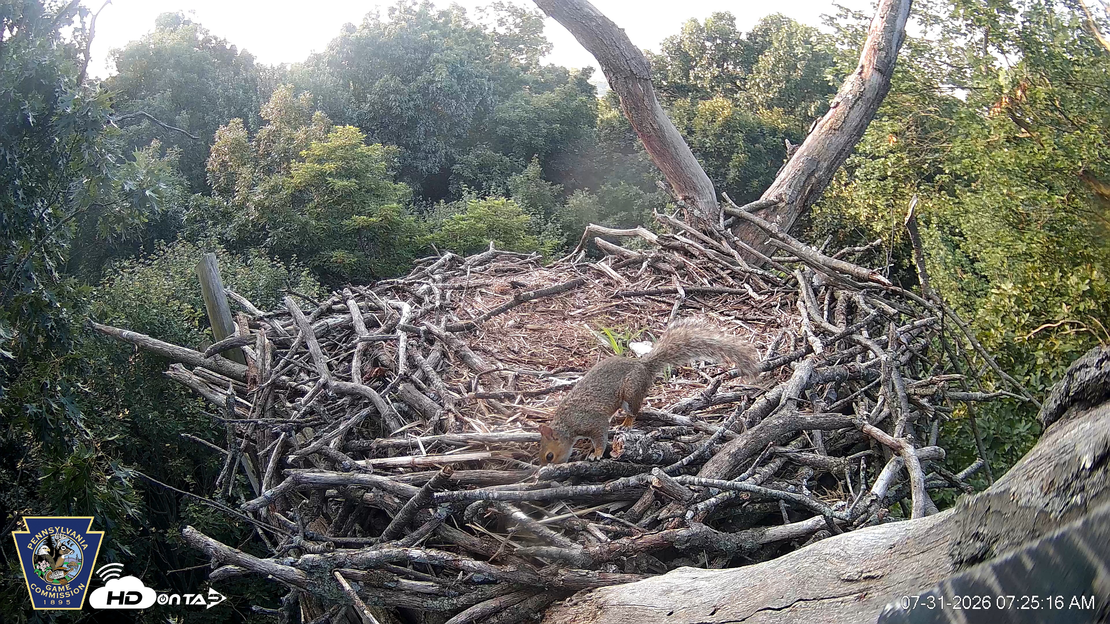 Snapshot of Hanover Eagles Live Cam taken Jul 31, 2026, 7:25am EDT