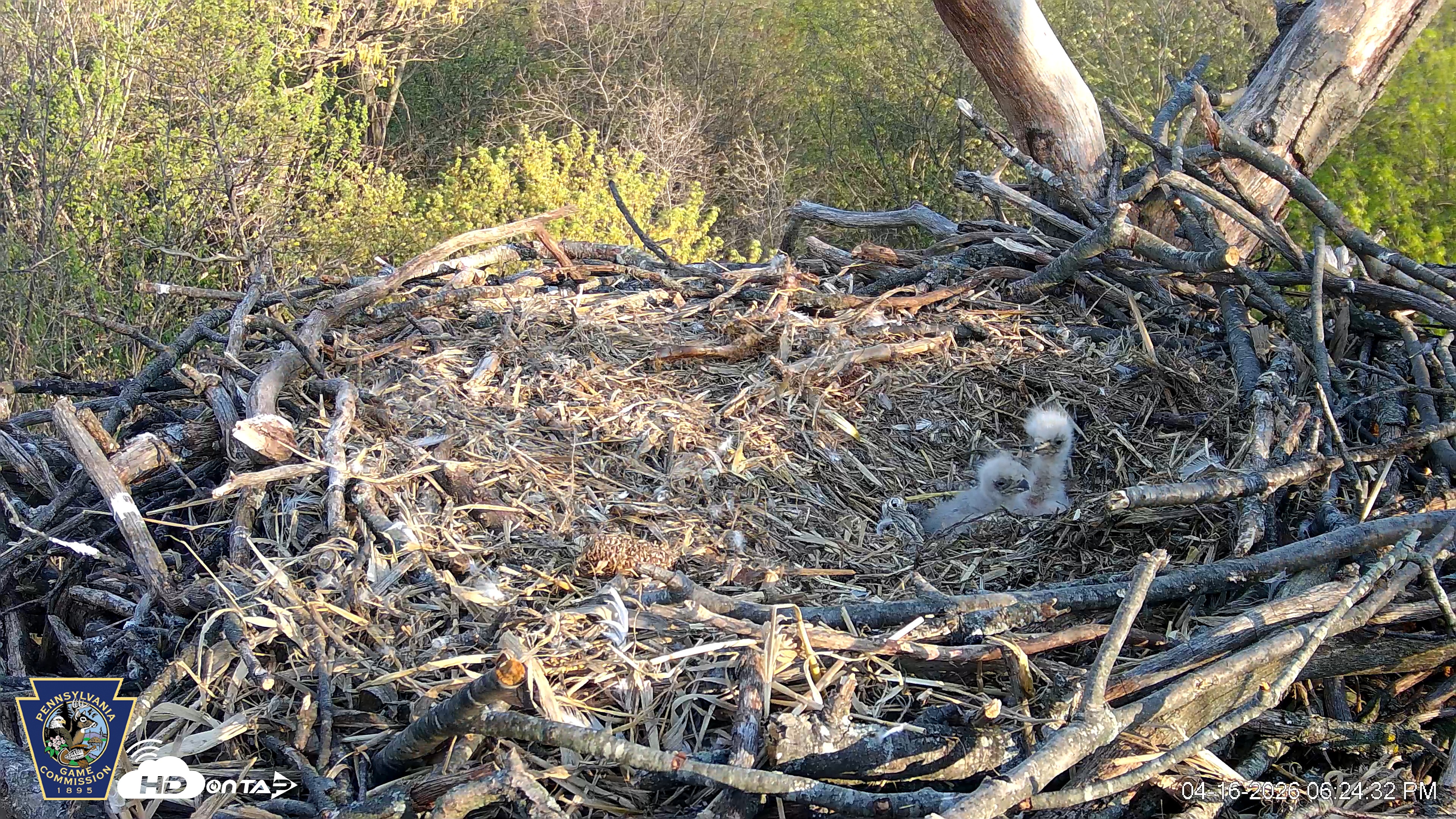 Snapshot of Hanover Eagles Live Cam taken Apr 16, 2026, 6:25pm EDT