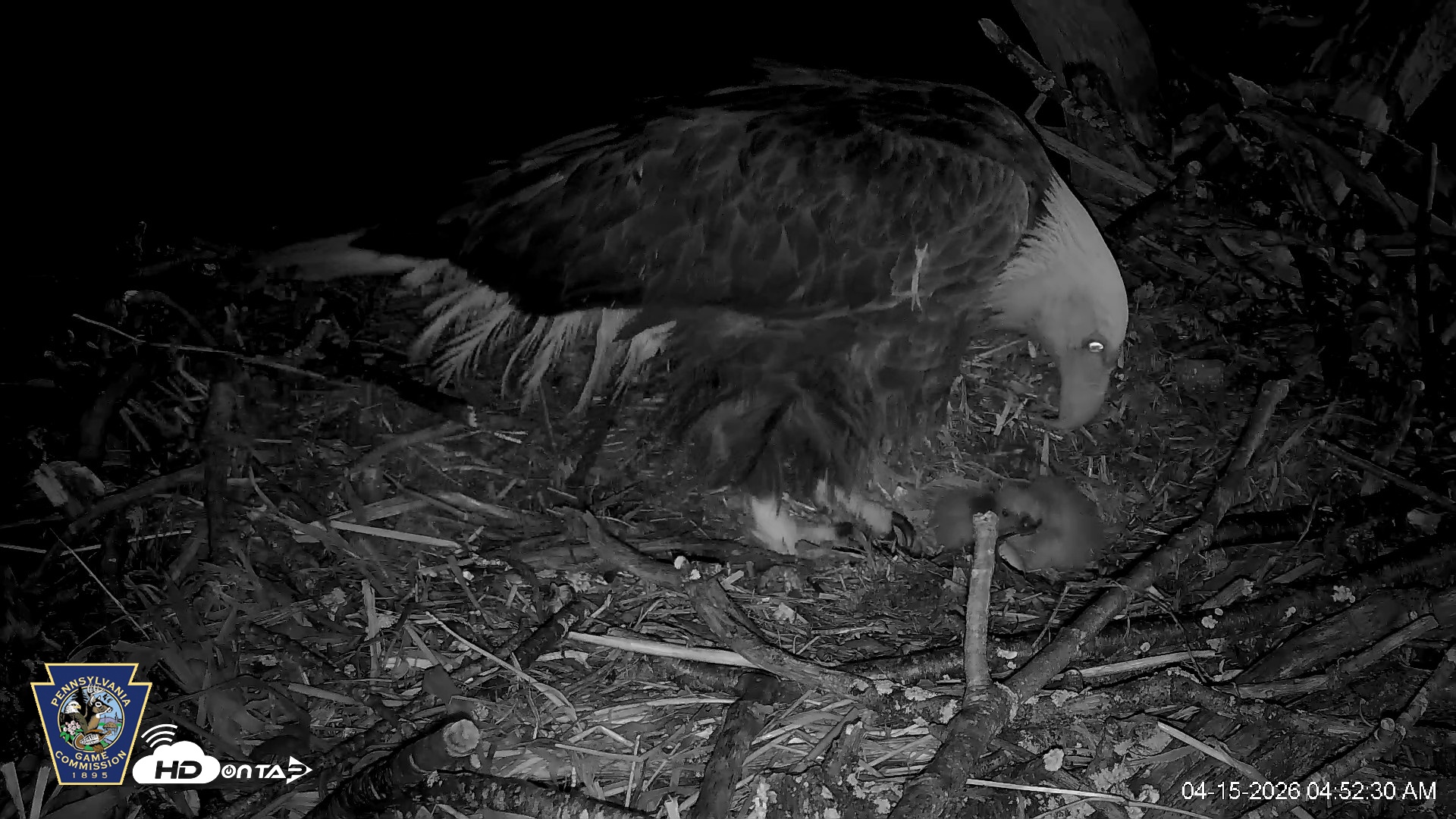 Snapshot of Hanover Eagles Live Cam taken Apr 15, 2026, 4:52am EDT