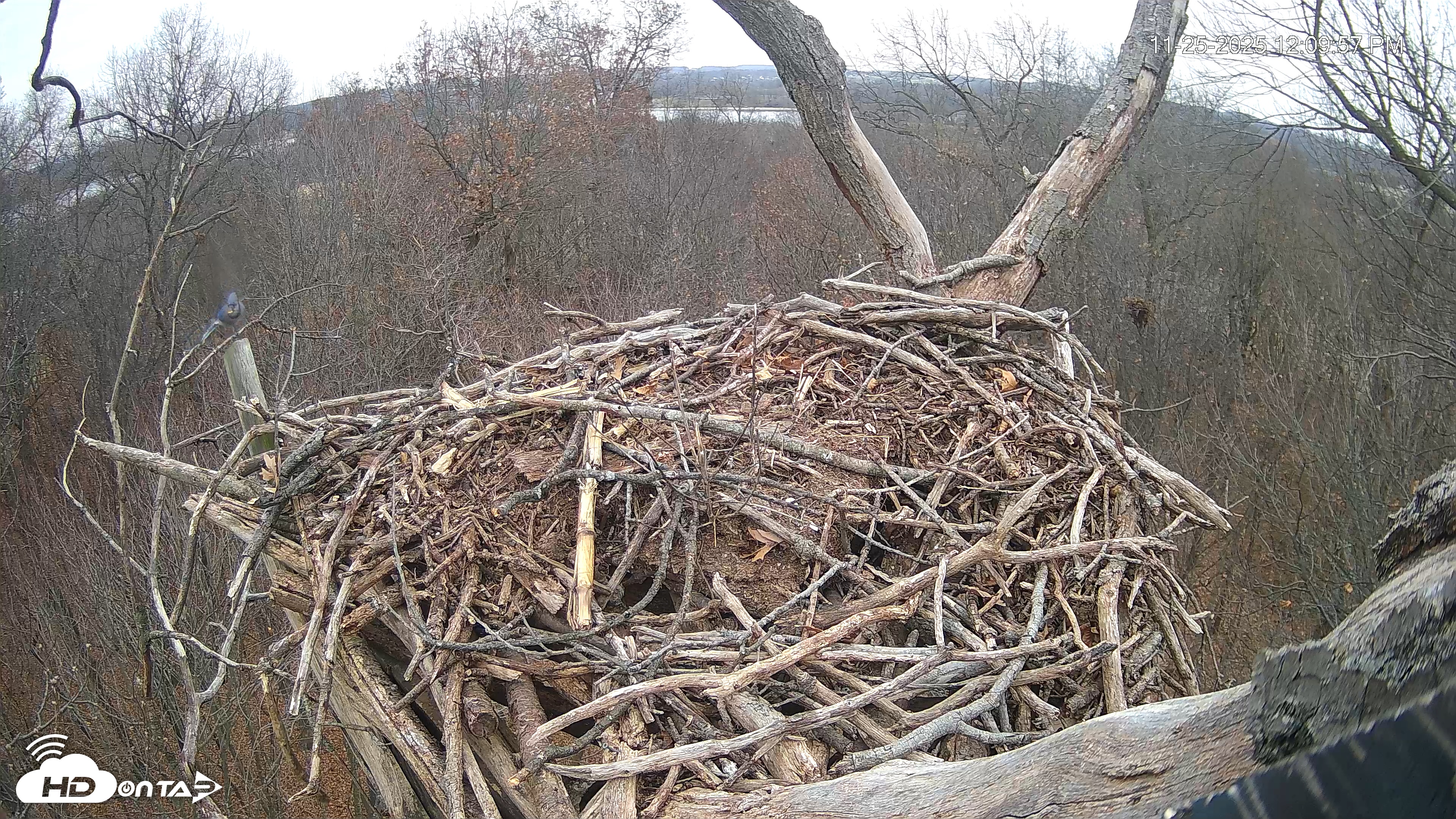 Snapshot of Hanover Eagles Live Cam taken Nov 25, 2025, 12:09pm EST
