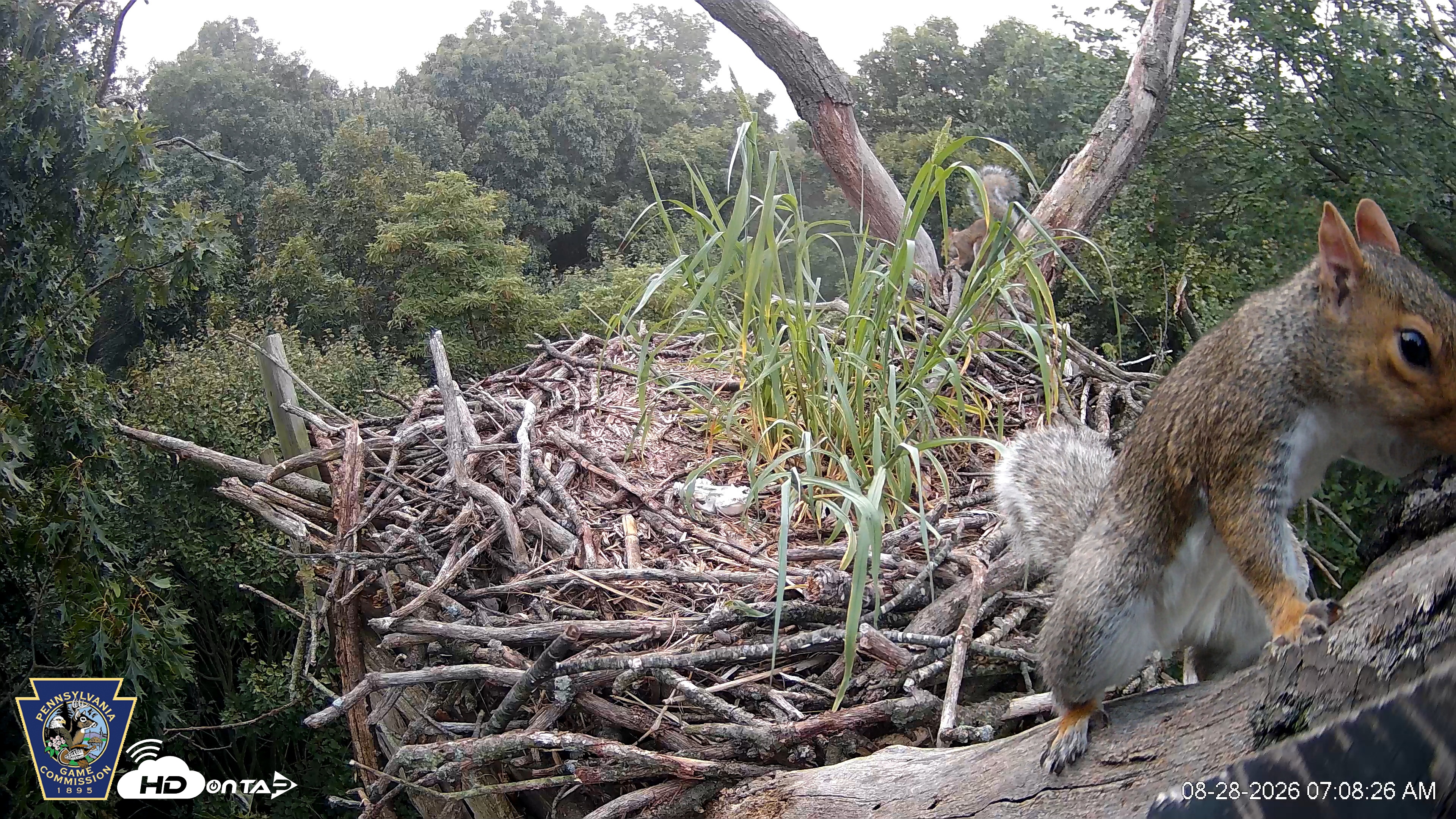Snapshot of Hanover Eagles Live Cam taken Aug 28, 2026, 7:09am EDT
