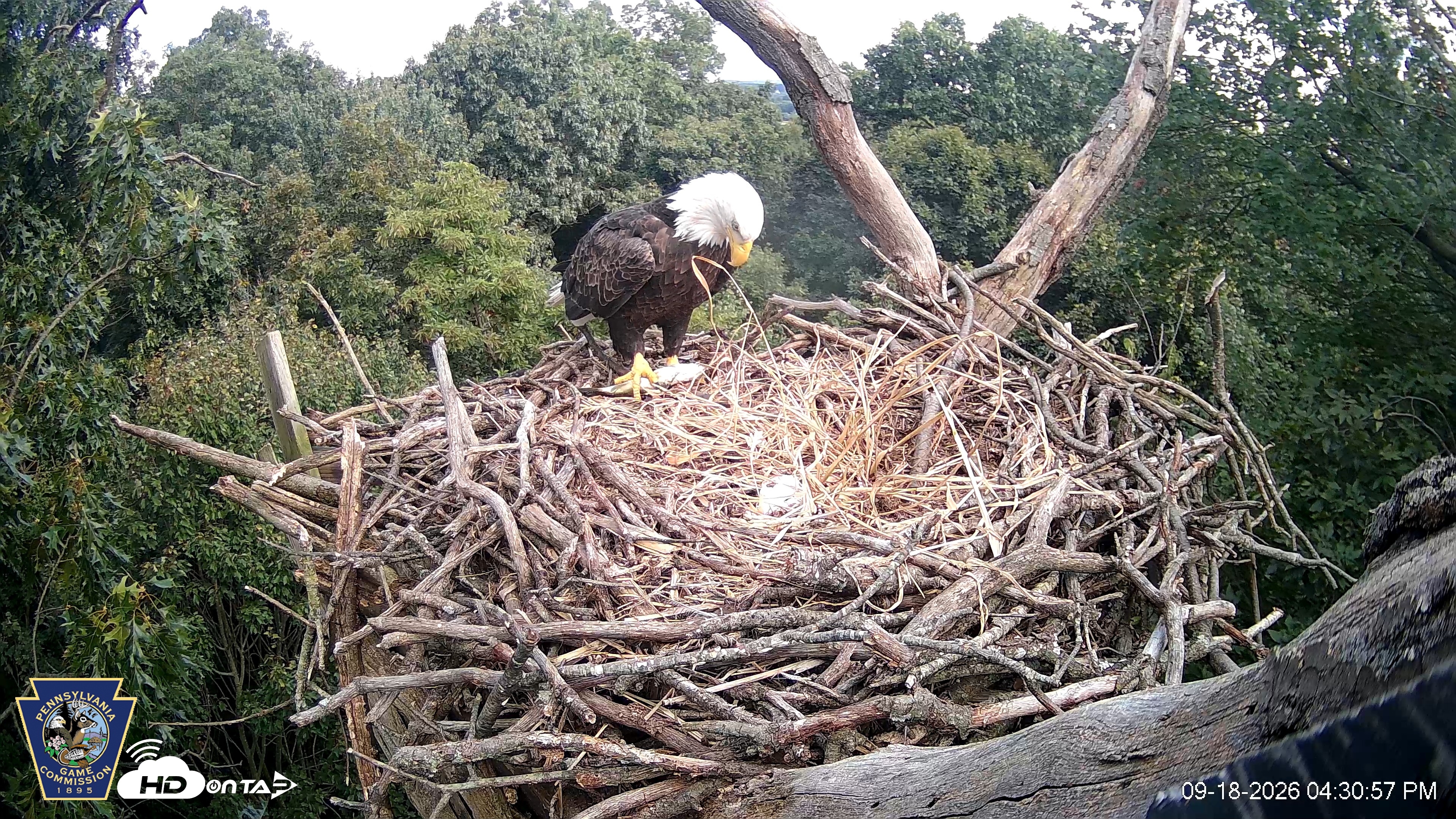 Snapshot of Hanover Eagles Live Cam taken Sep 18, 2026, 4:31pm EDT