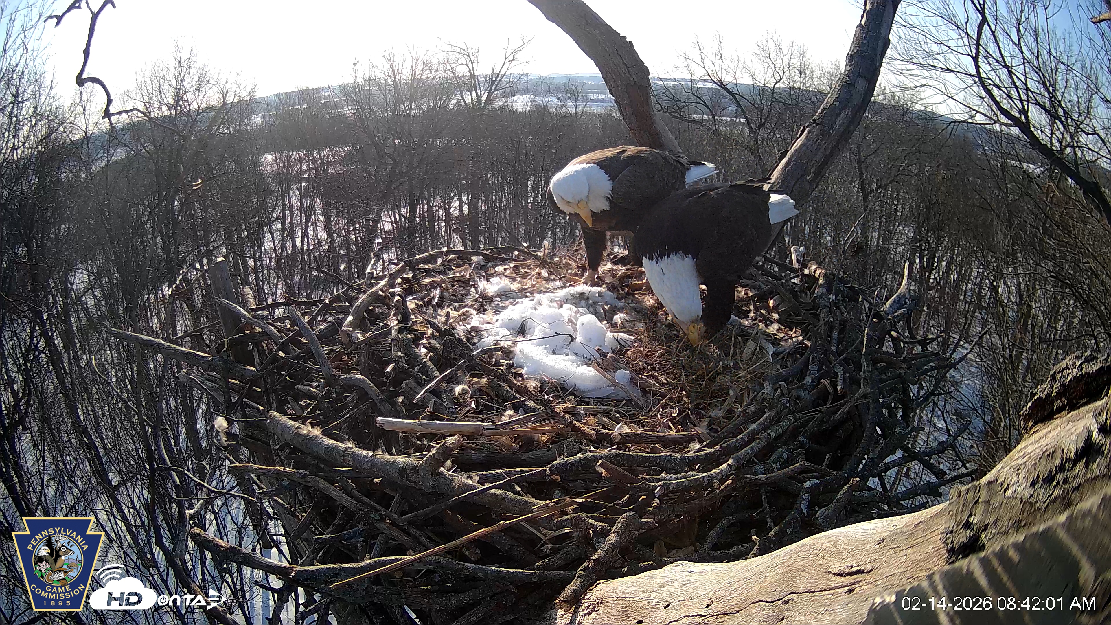 Snapshot of Hanover Eagles Live Cam taken Feb 14, 2026, 8:42am EST