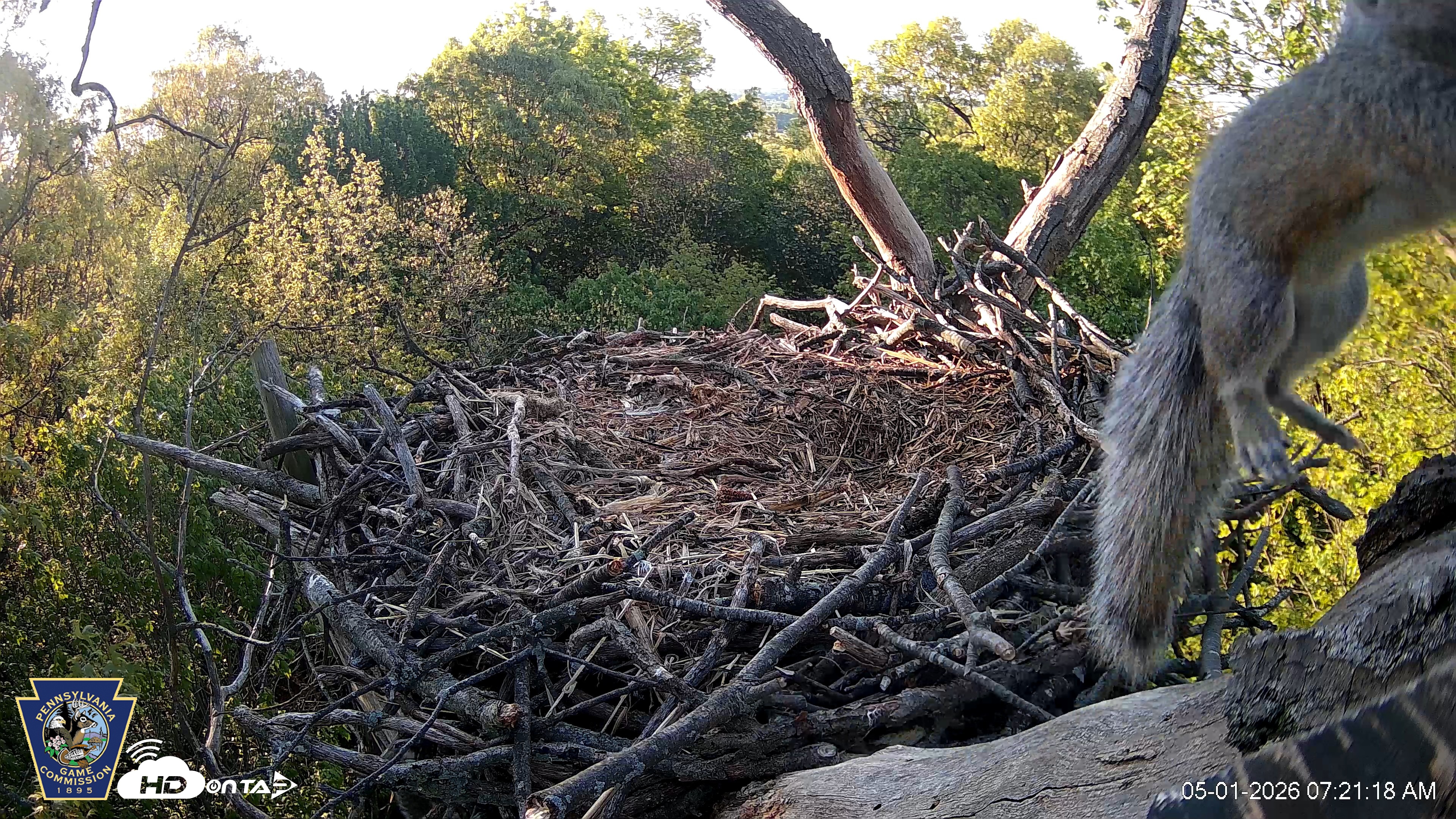 Snapshot of Hanover Eagles Live Cam taken May 1, 2026, 7:21am EDT