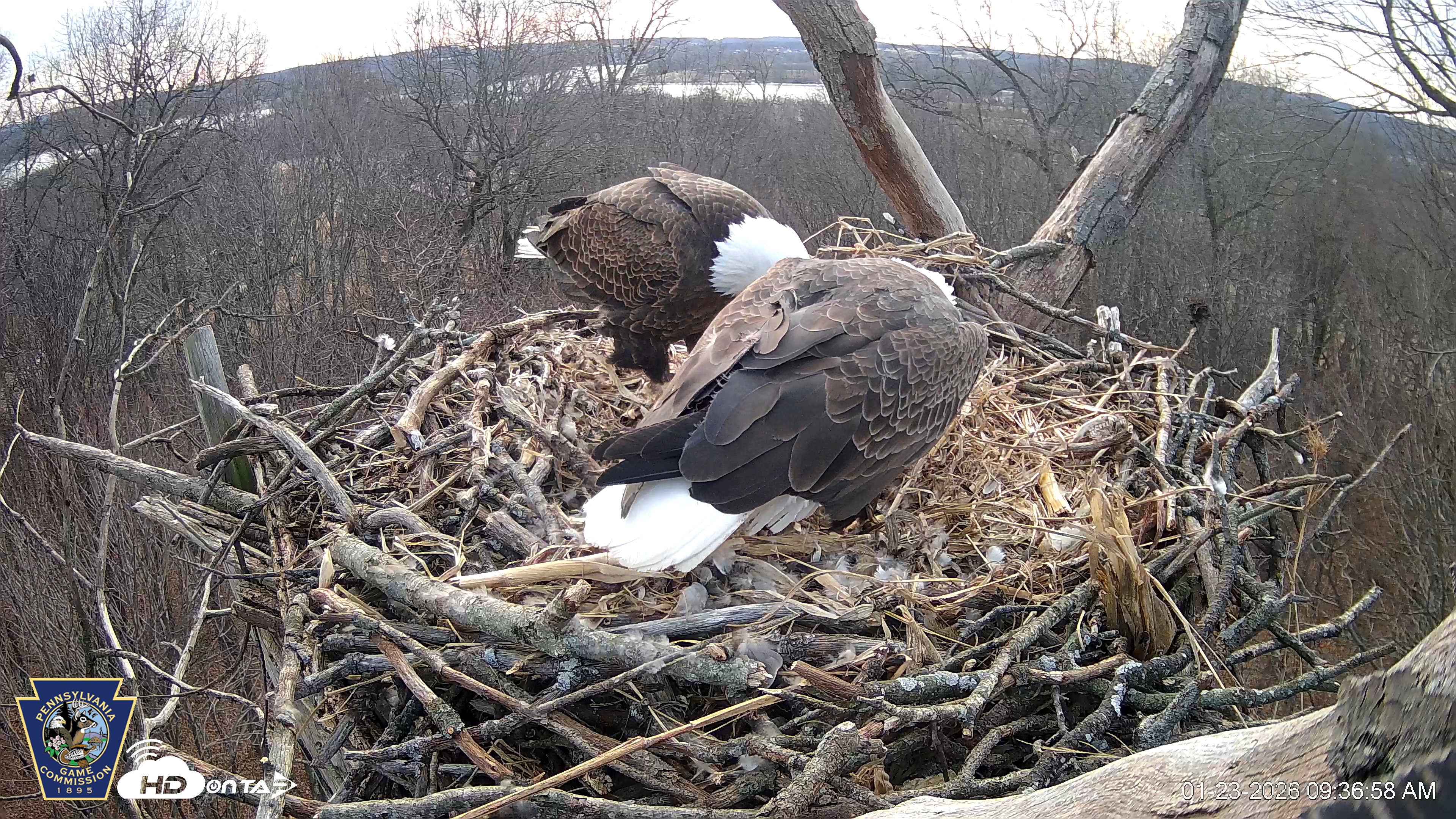 Snapshot of Hanover Eagles Live Cam taken Jan 23, 2026, 9:36am EST
