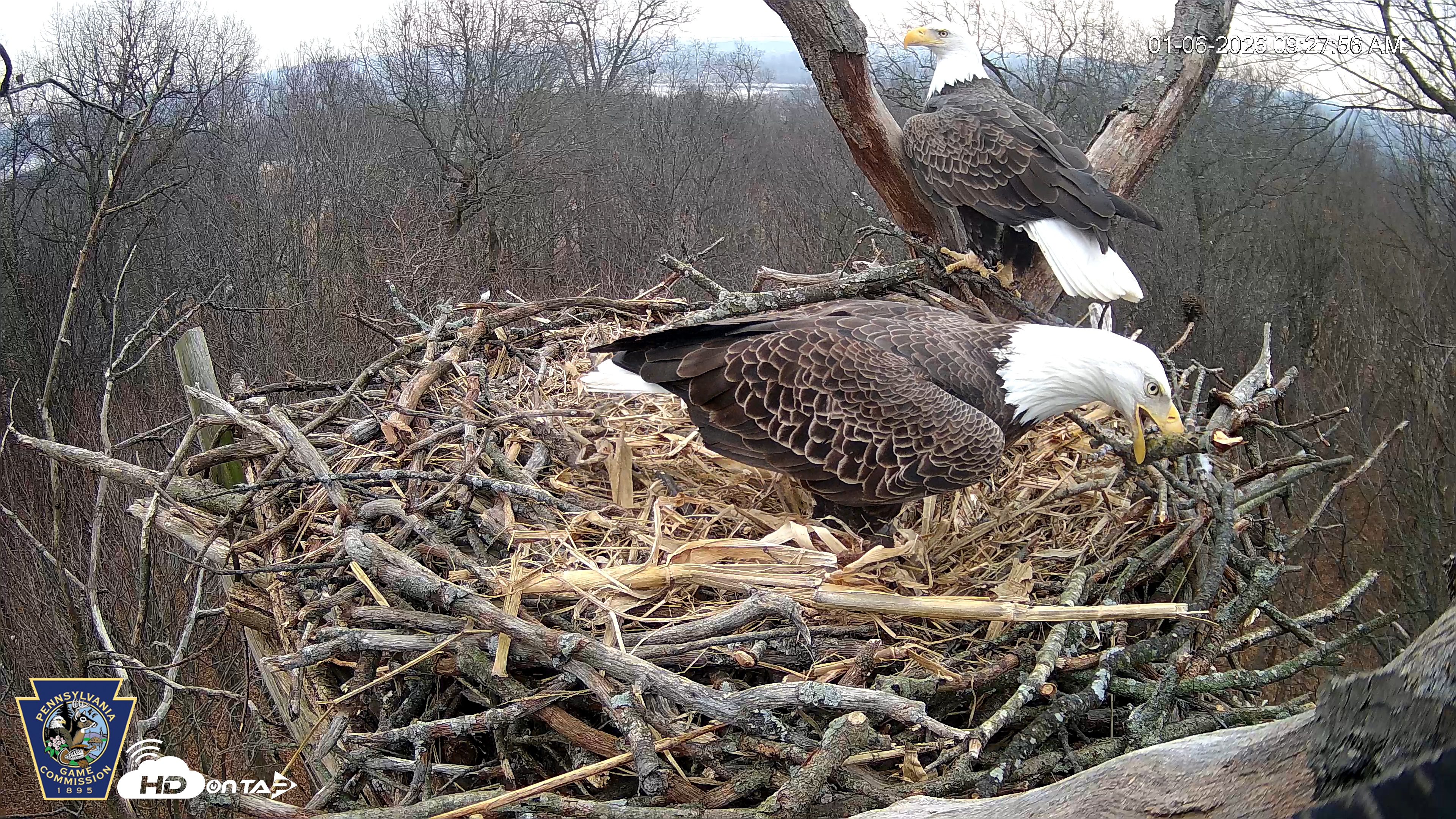 Snapshot of Hanover Eagles Live Cam taken Jan 6, 2026, 9:28am EST