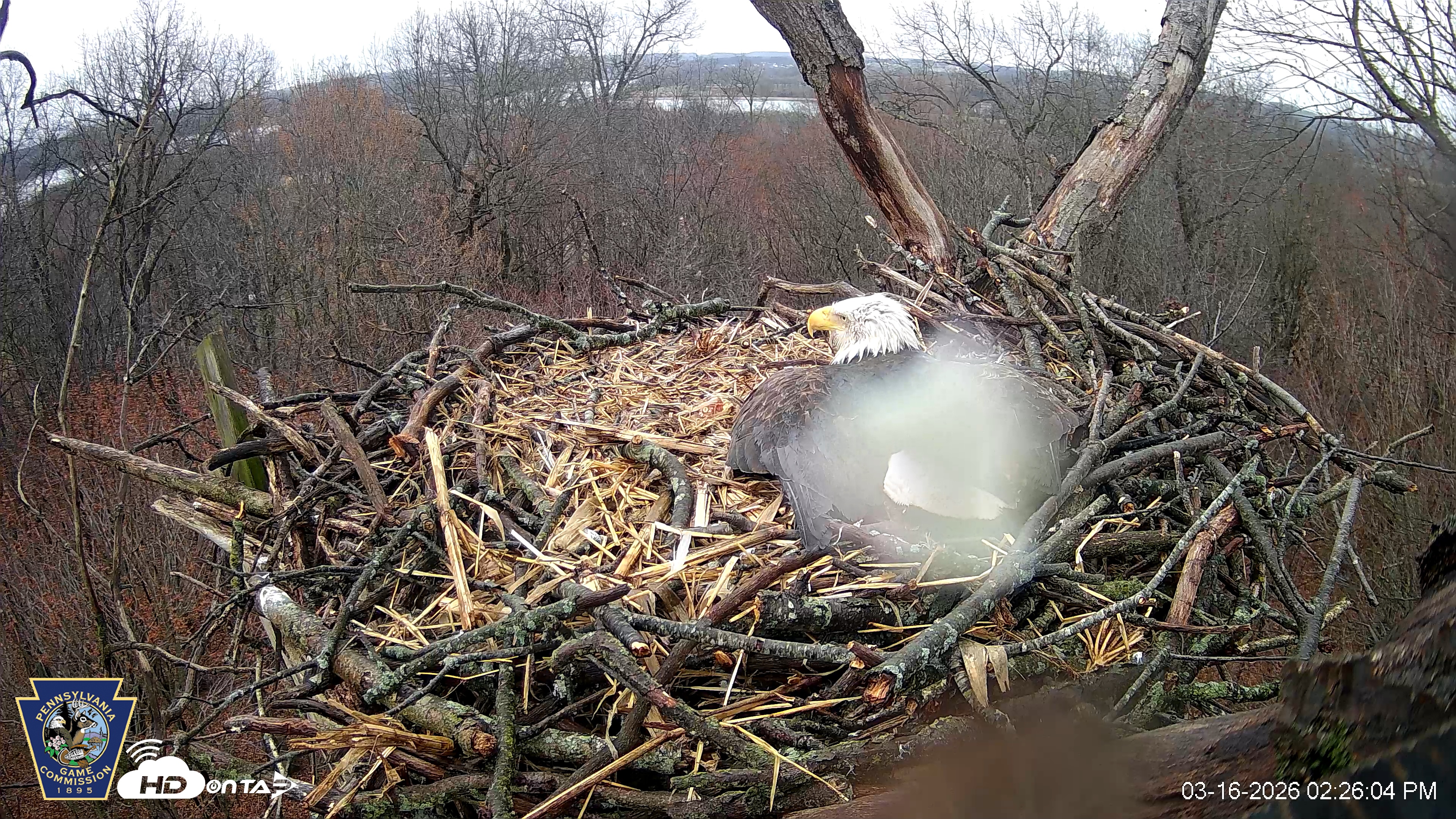 Snapshot of Hanover Eagles Live Cam taken Mar 16, 2026, 2:26pm EDT