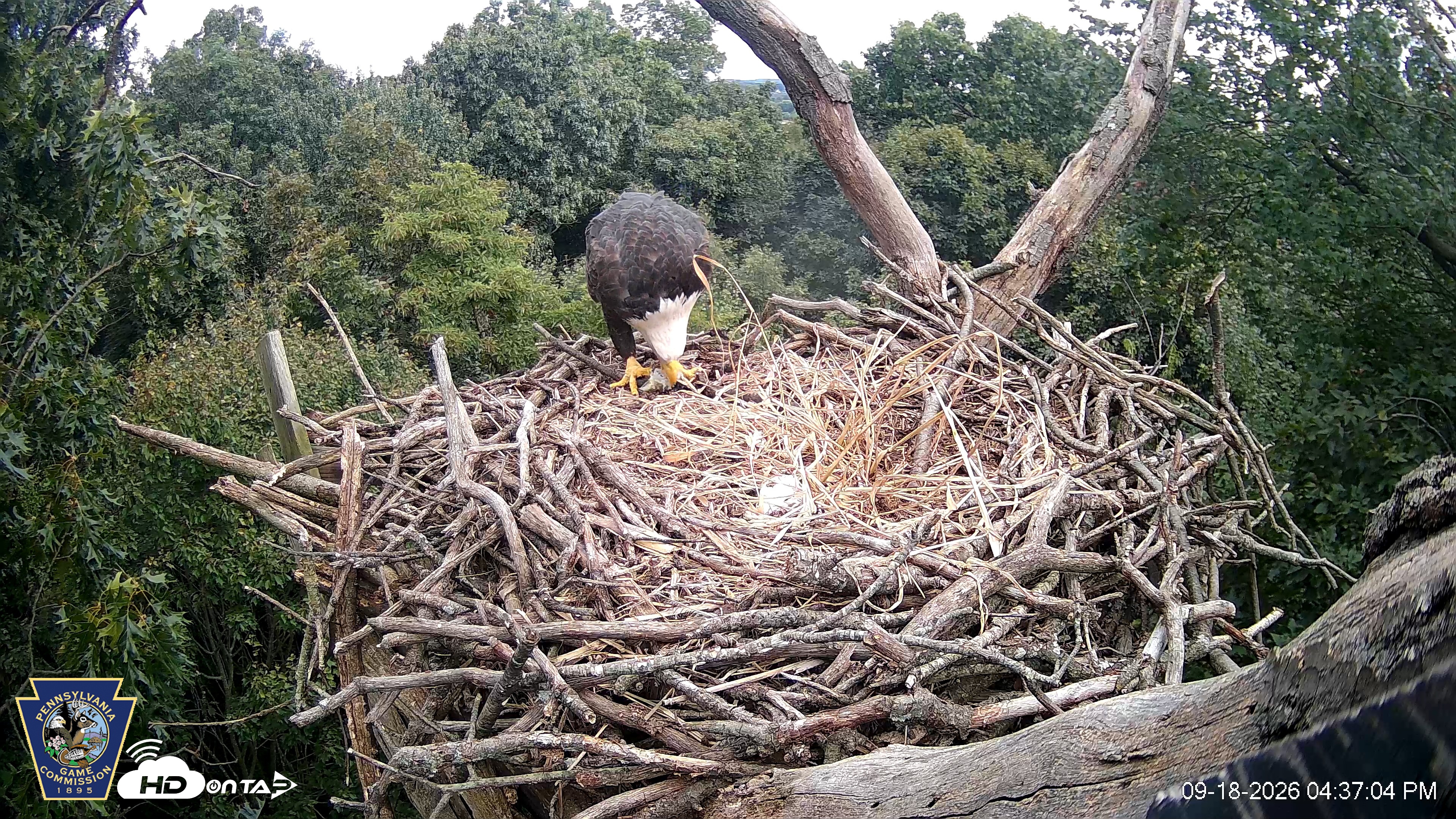 Snapshot of Hanover Eagles Live Cam taken Sep 18, 2026, 4:38pm EDT