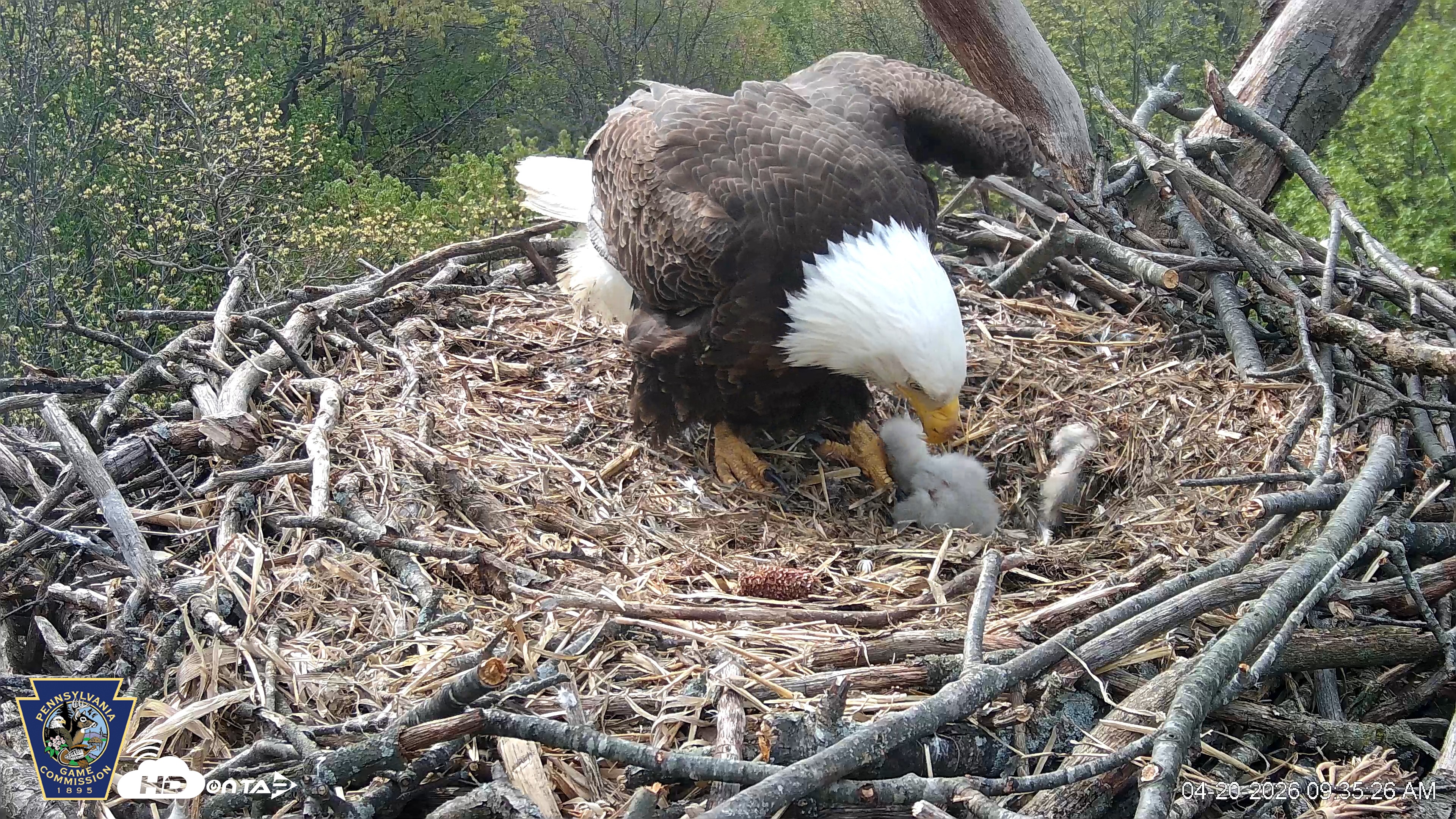 Snapshot of Hanover Eagles Live Cam taken Apr 20, 2026, 9:36am EDT