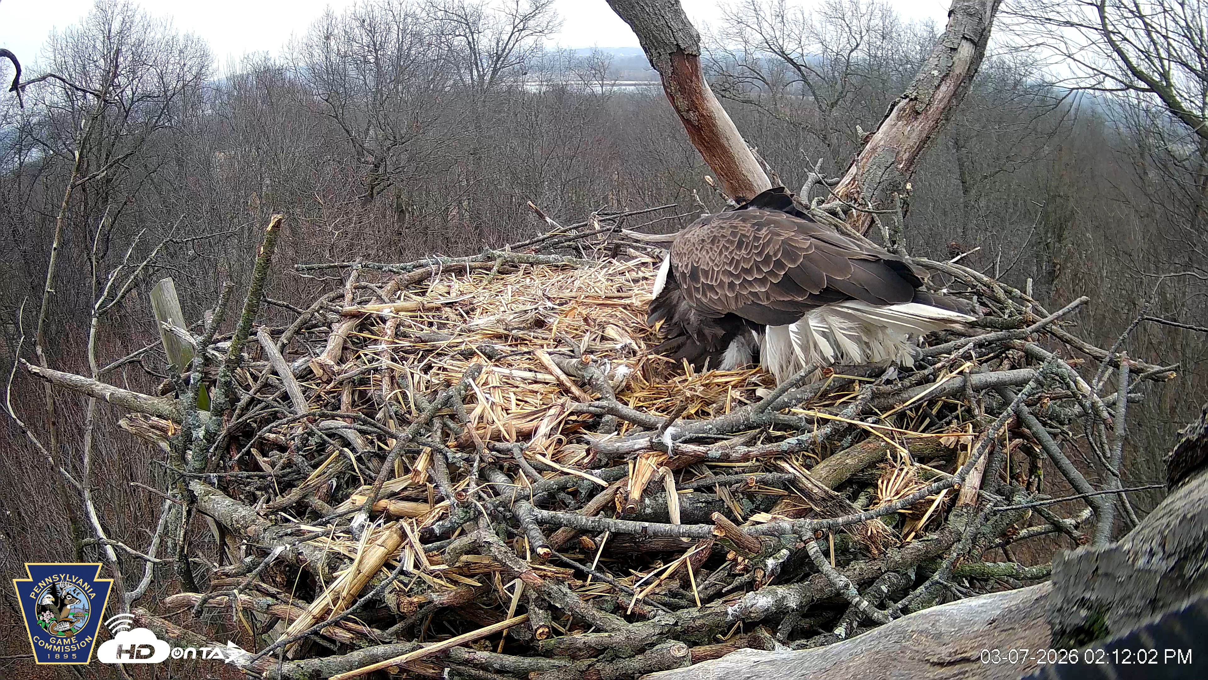 Snapshot of Hanover Eagles Live Cam taken Mar 7, 2026, 2:12pm EST
