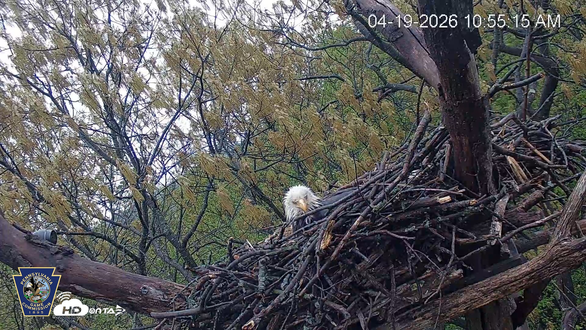 Snapshot of Hanover Eagles Live Cam taken Apr 19, 2026, 10:56am EDT
