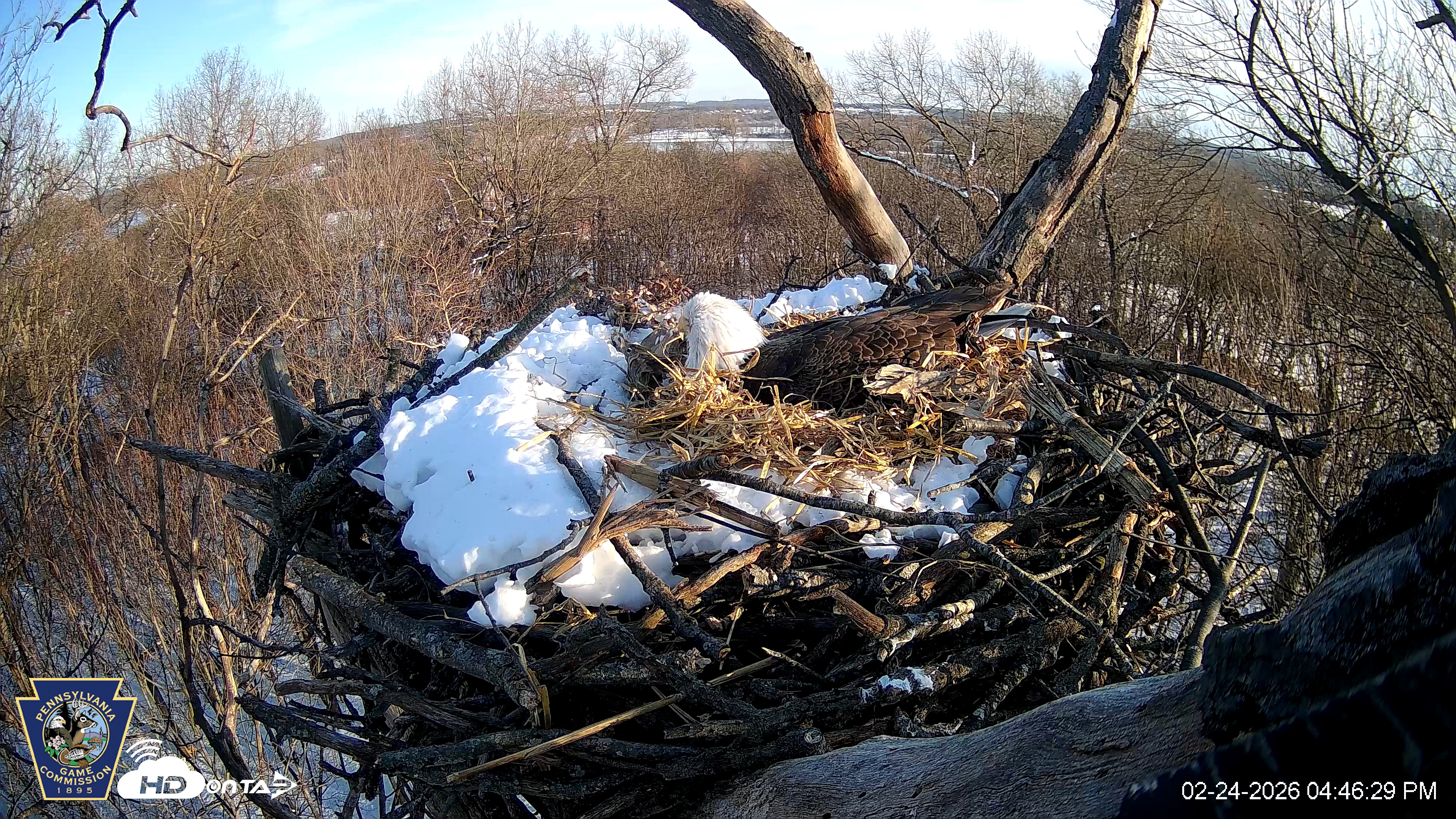 Snapshot of Hanover Eagles Live Cam taken Feb 24, 2026, 4:47pm EST