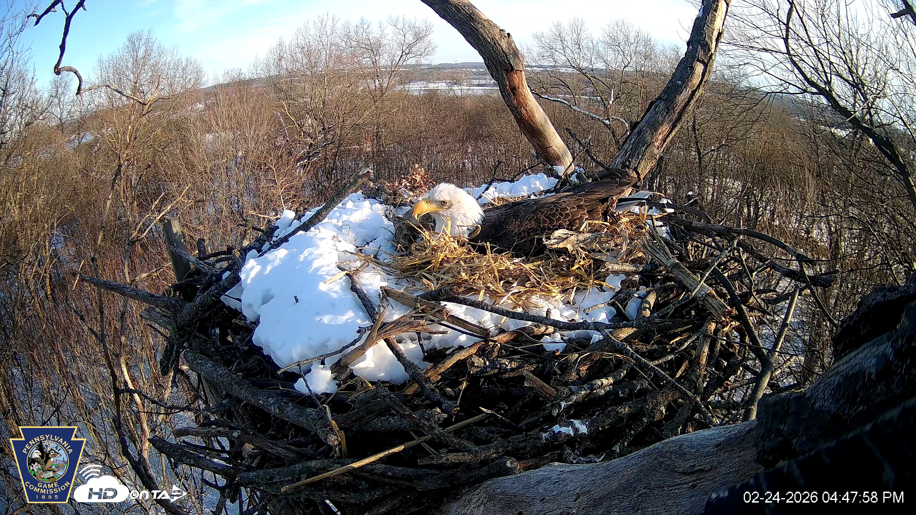 Snapshot of Hanover Eagles Live Cam taken Feb 24, 2026, 4:48pm EST