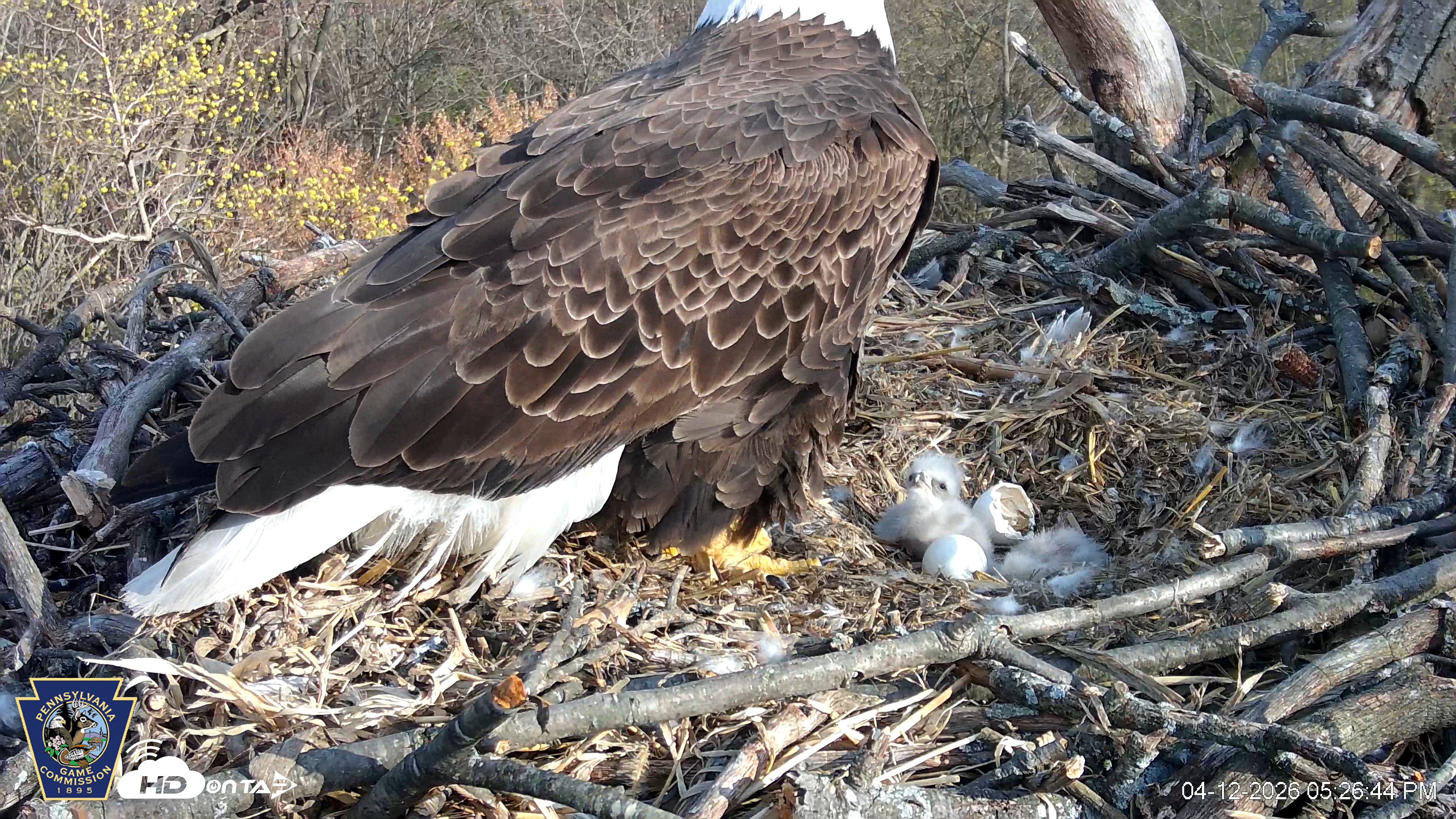 Snapshot of Hanover Eagles Live Cam taken Apr 12, 2026, 5:27pm EDT