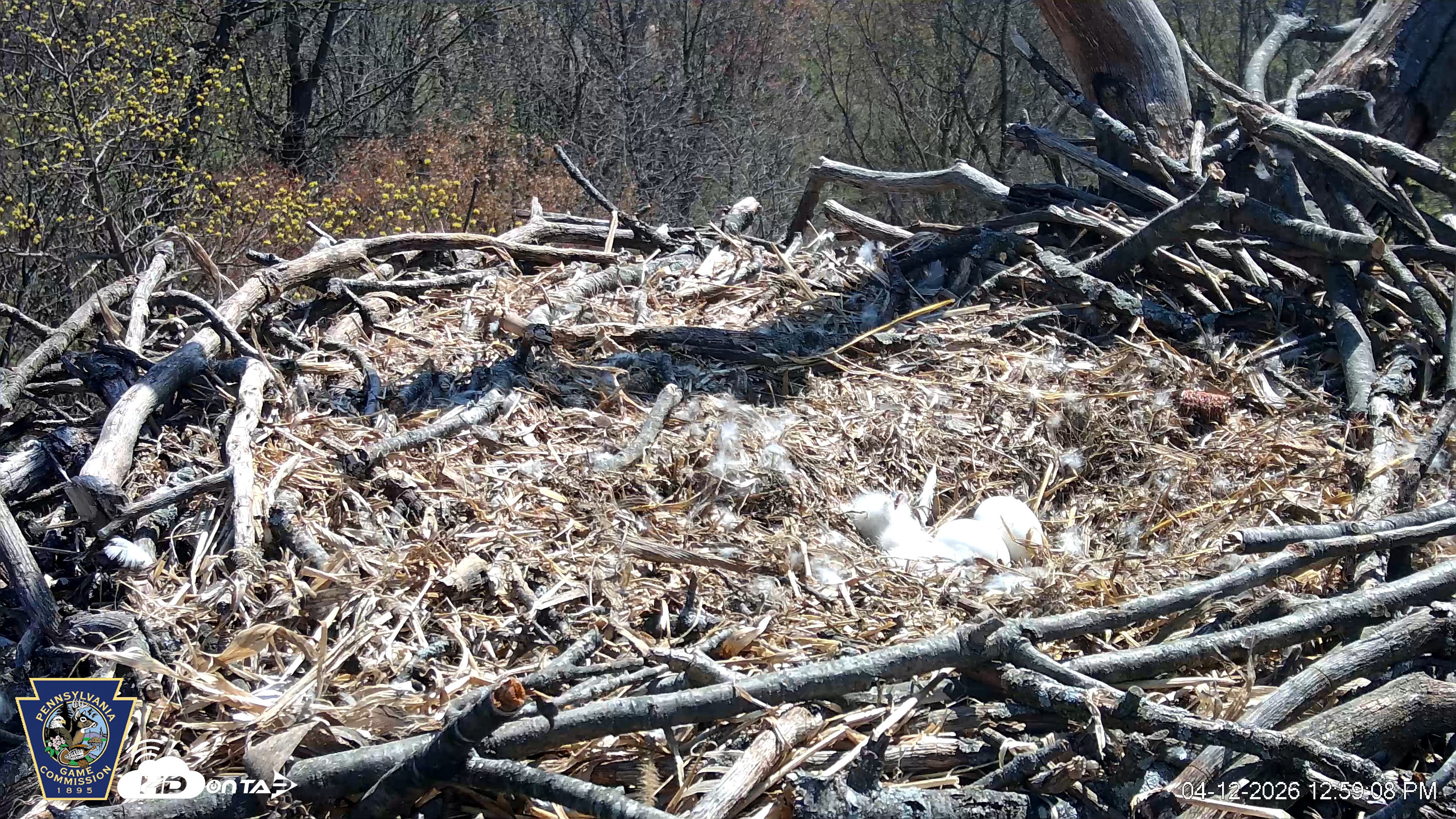 Snapshot of Hanover Eagles Live Cam taken Apr 12, 2026, 12:59pm EDT