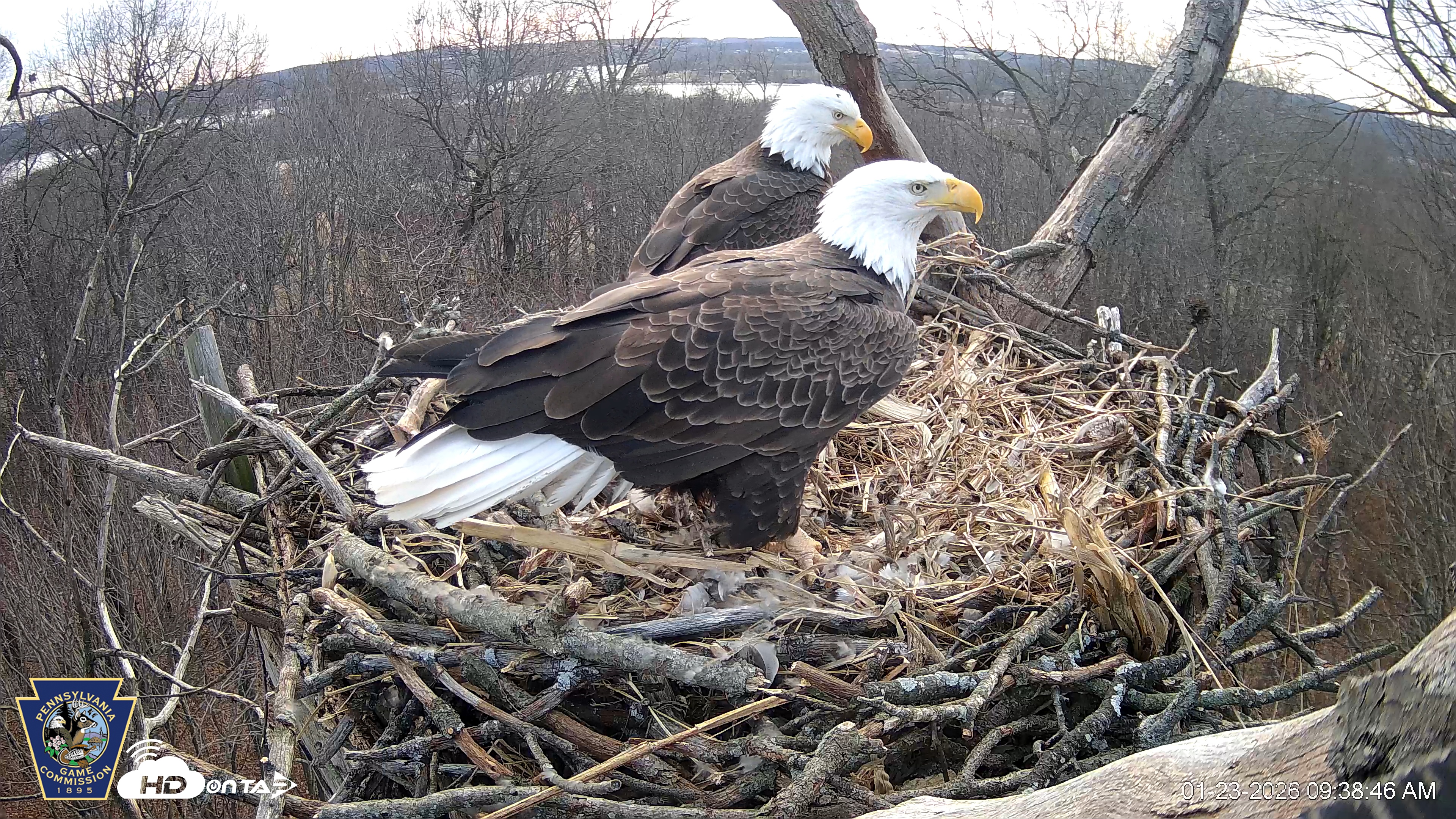 Snapshot of Hanover Eagles Live Cam taken Jan 23, 2026, 9:38am EST