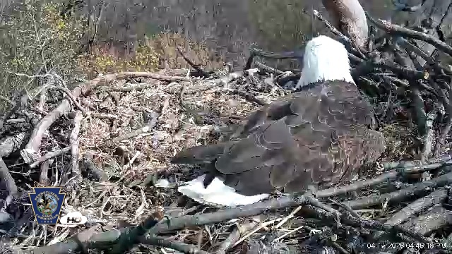 Snapshot of Hanover Eagles Live Cam taken Apr 12, 2026, 4:48pm EDT