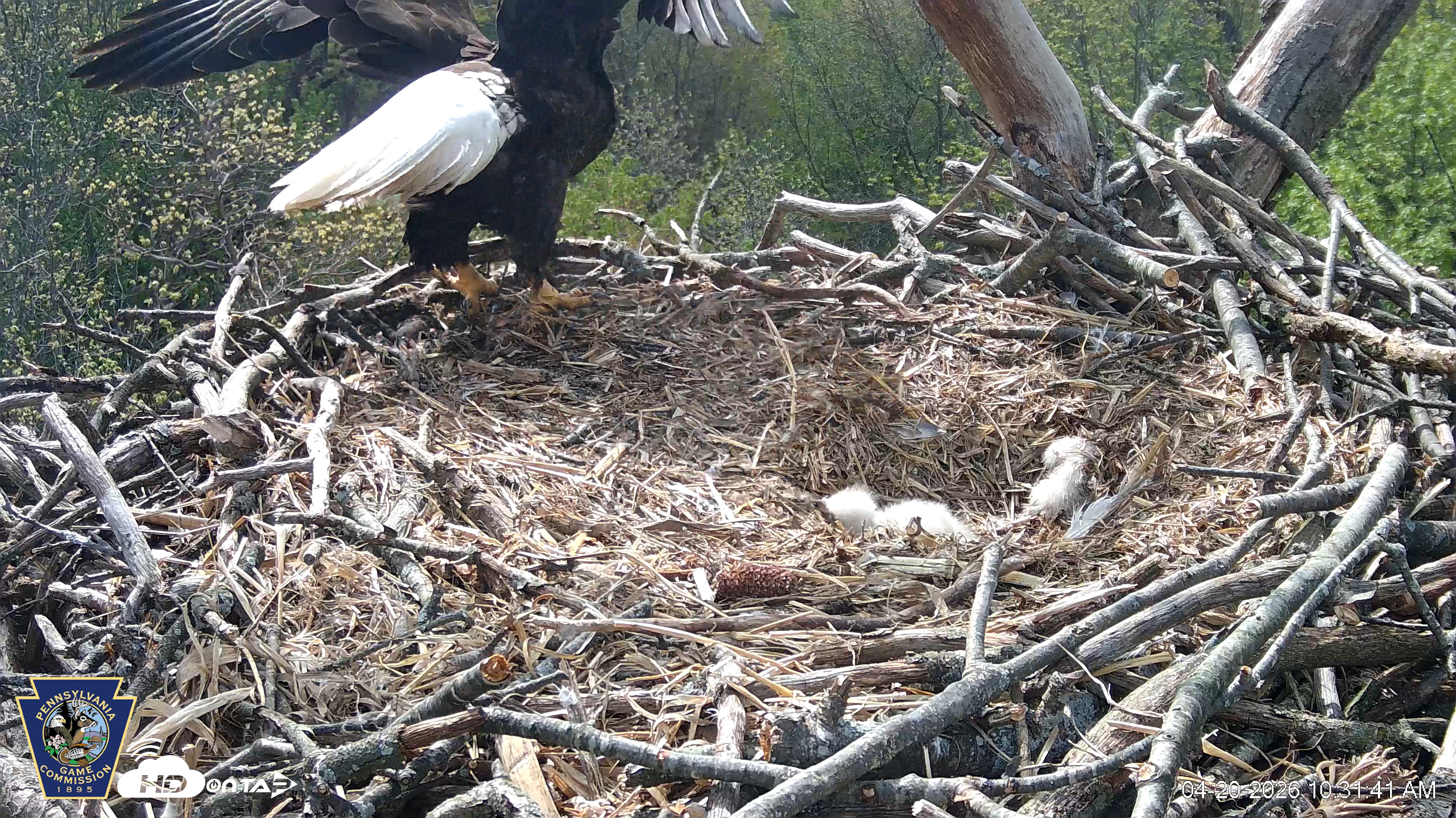 Snapshot of Hanover Eagles Live Cam taken Apr 20, 2026, 10:32am EDT