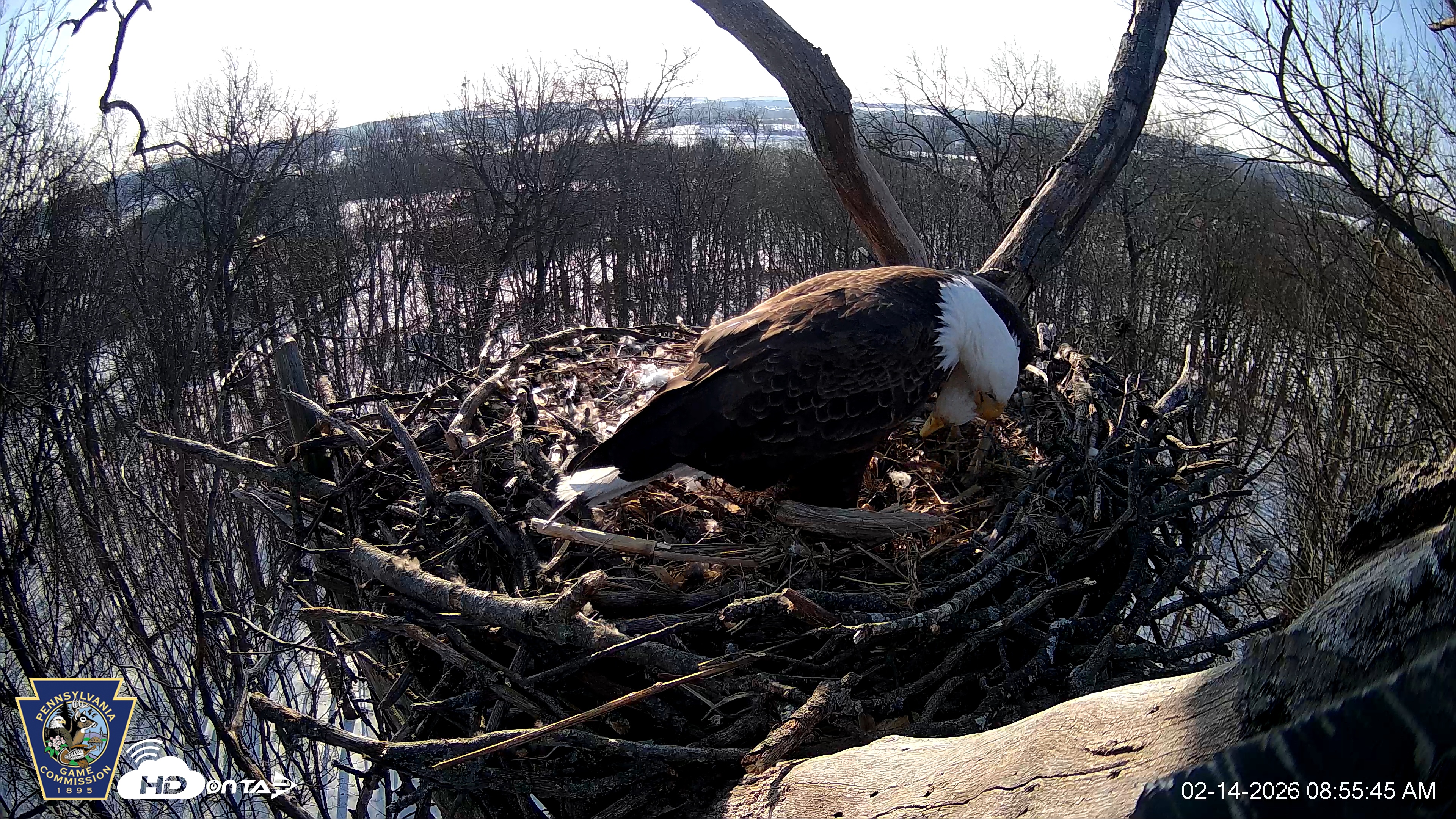 Snapshot of Hanover Eagles Live Cam taken Feb 14, 2026, 8:55am EST
