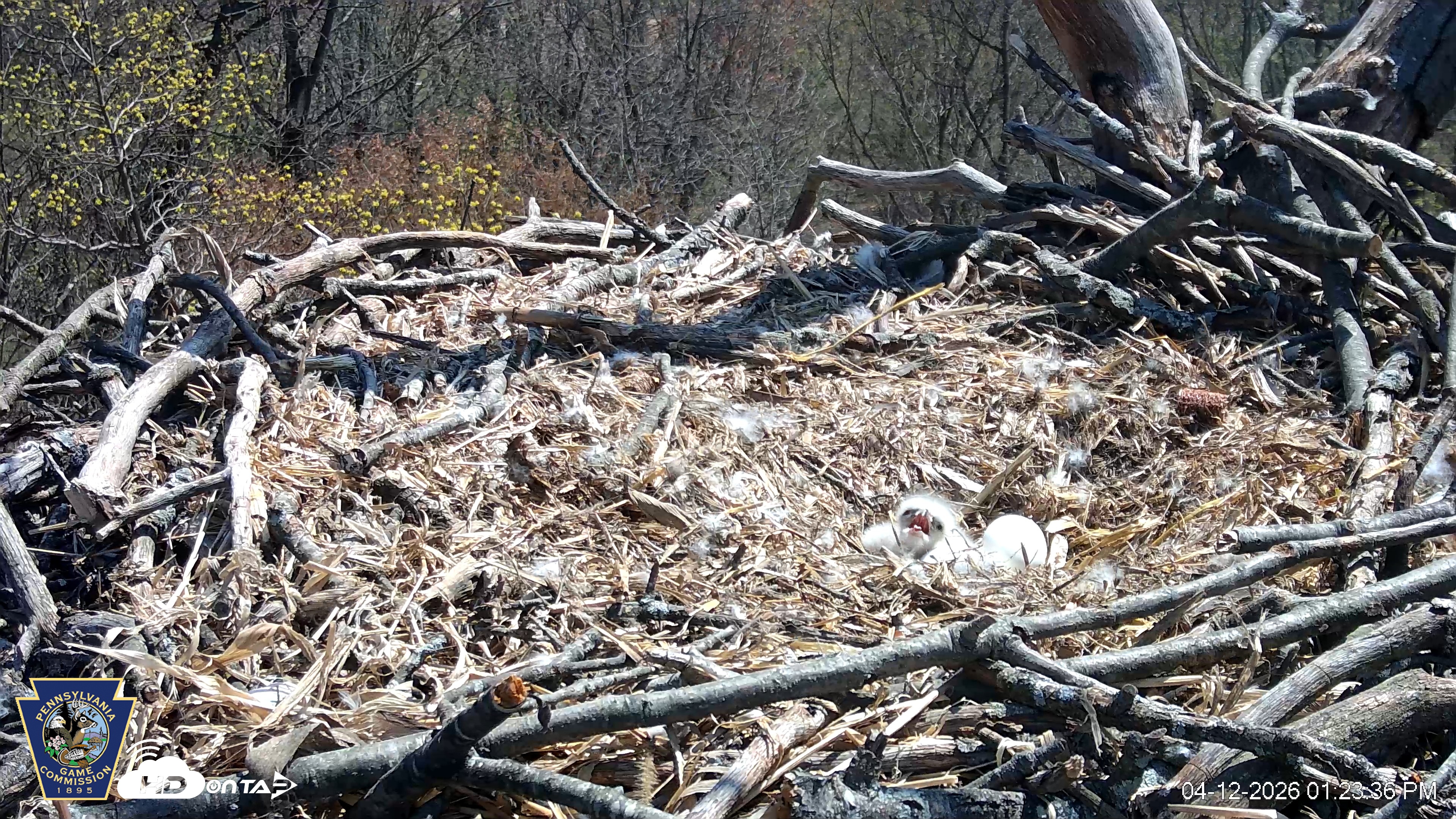 Snapshot of Hanover Eagles Live Cam taken Apr 12, 2026, 1:23pm EDT