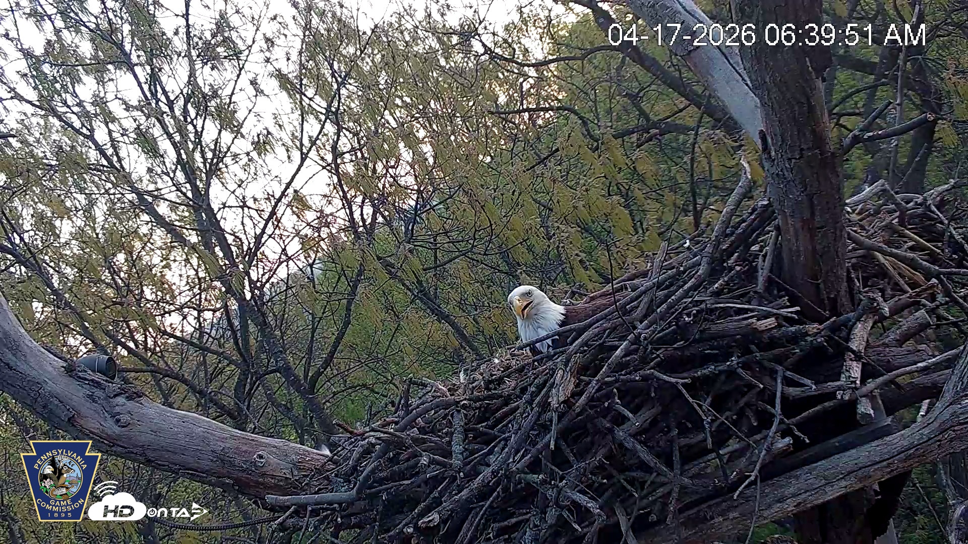 Snapshot of Hanover Eagles Live Cam taken Apr 17, 2026, 6:40am EDT