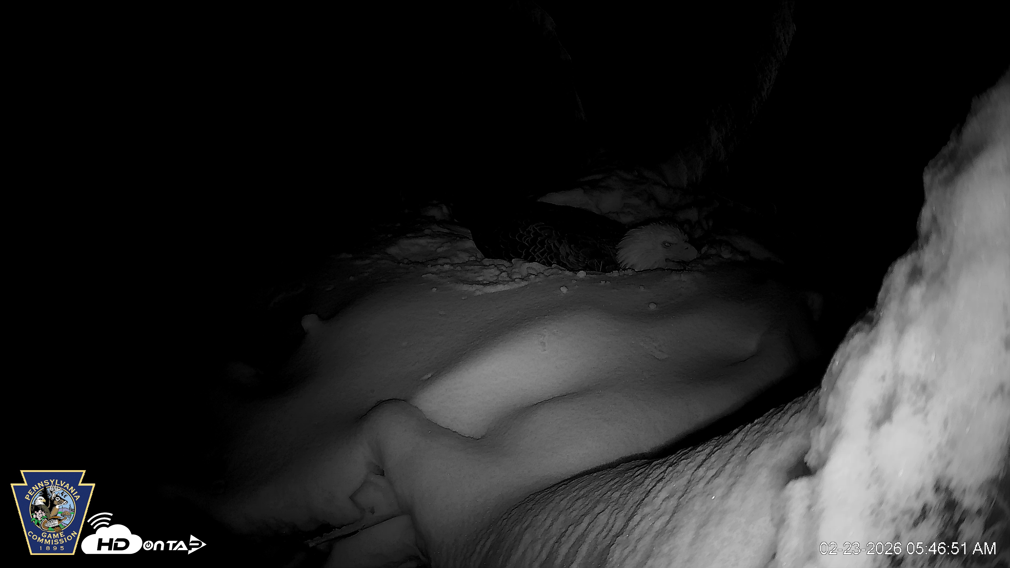 Snapshot of Hanover Eagles Live Cam taken Feb 23, 2026, 5:50am EST