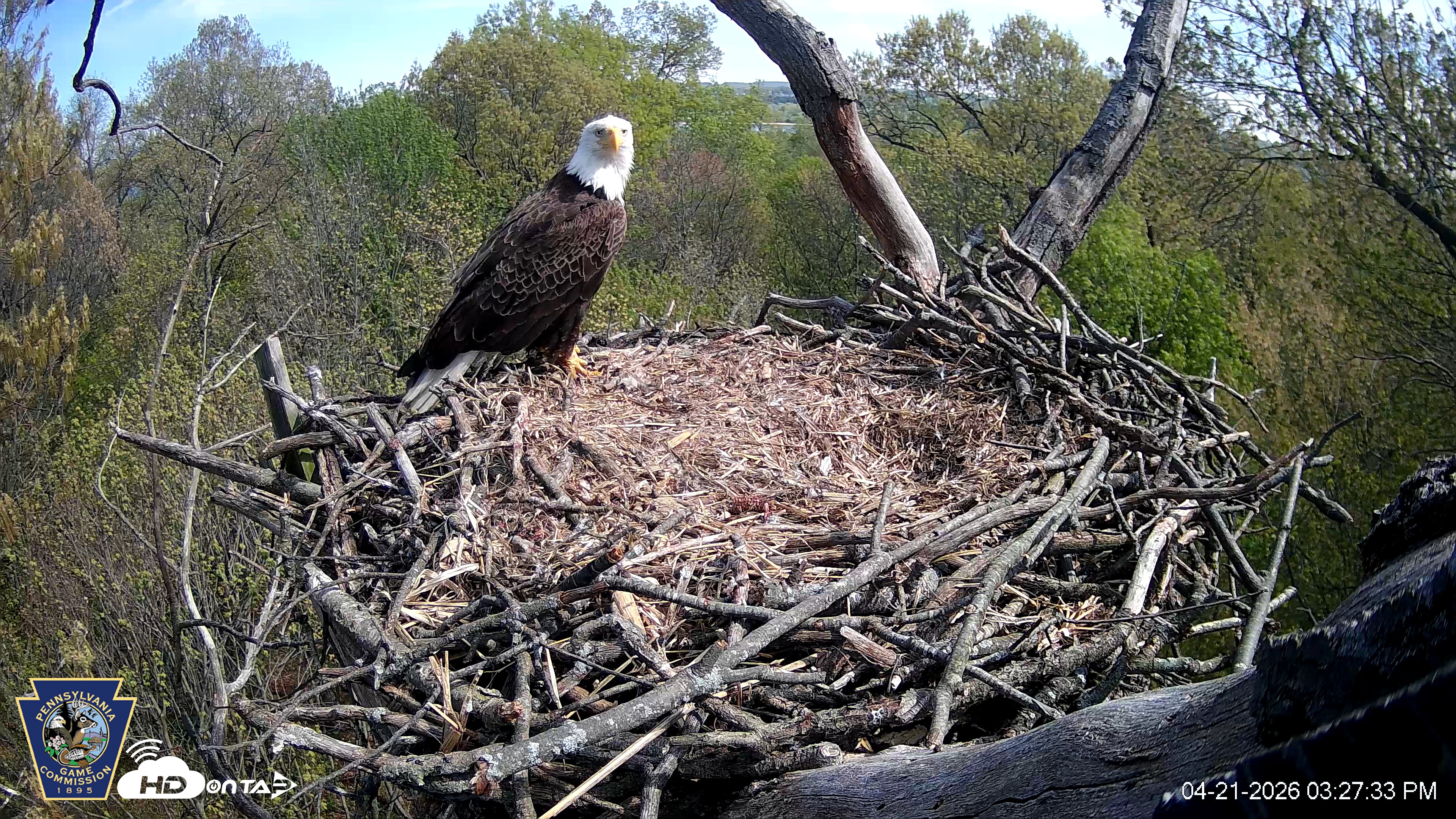 Snapshot of Hanover Eagles Live Cam taken Apr 21, 2026, 3:27pm EDT