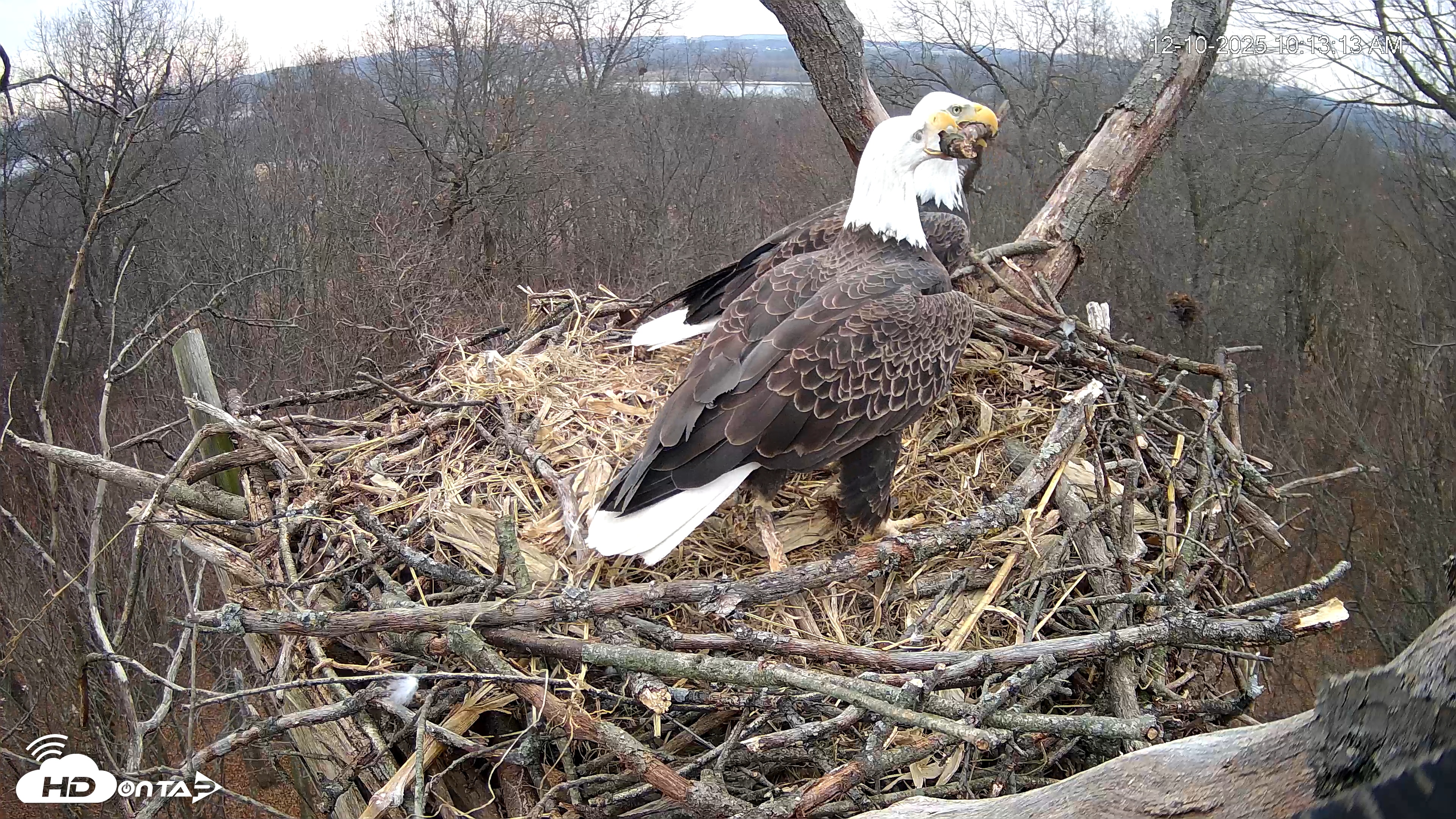 Snapshot of Hanover Eagles Live Cam taken Dec 10, 2025, 10:13am EST