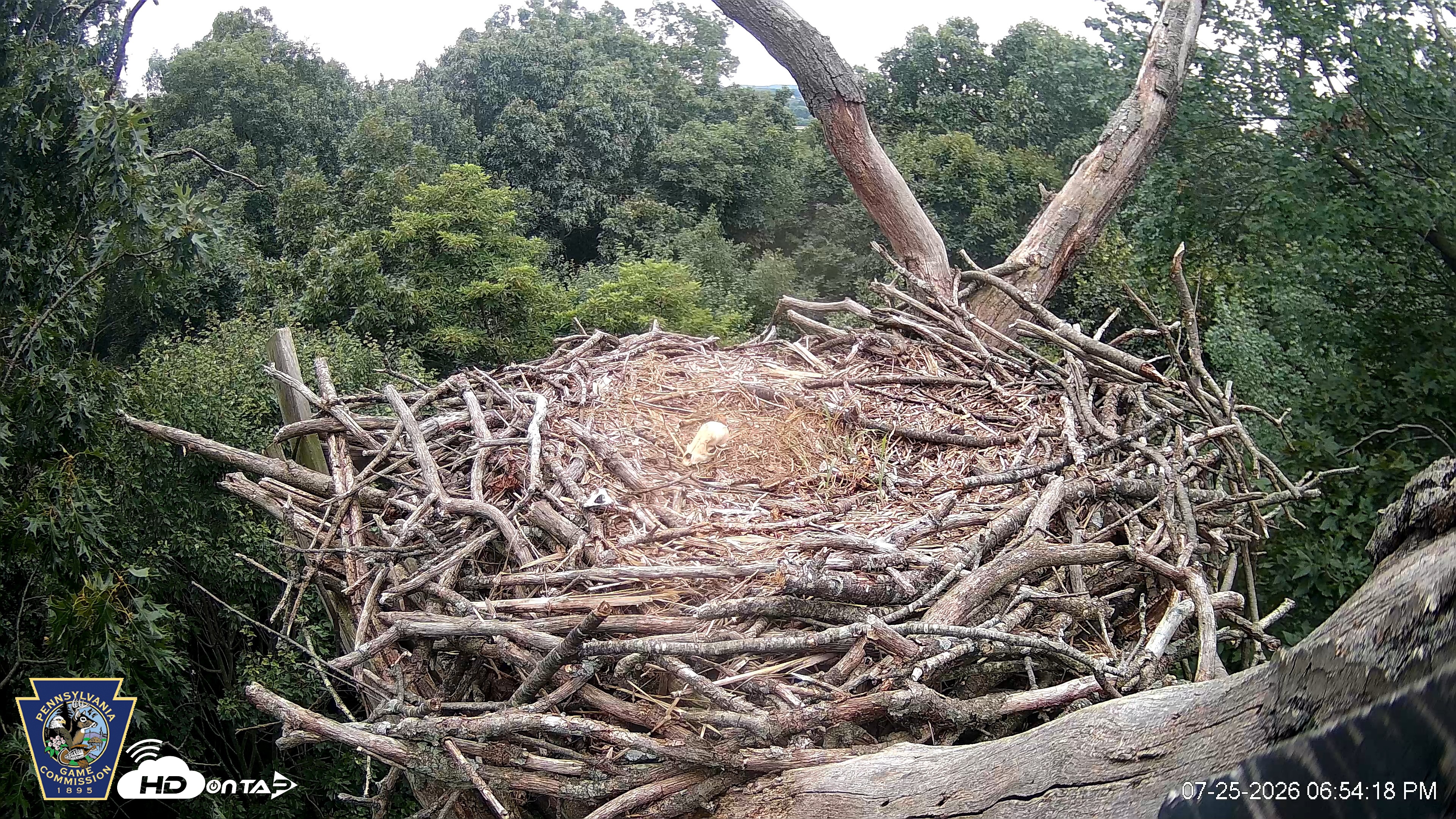 Snapshot of Hanover Eagles Live Cam taken Jul 25, 2026, 6:55pm EDT