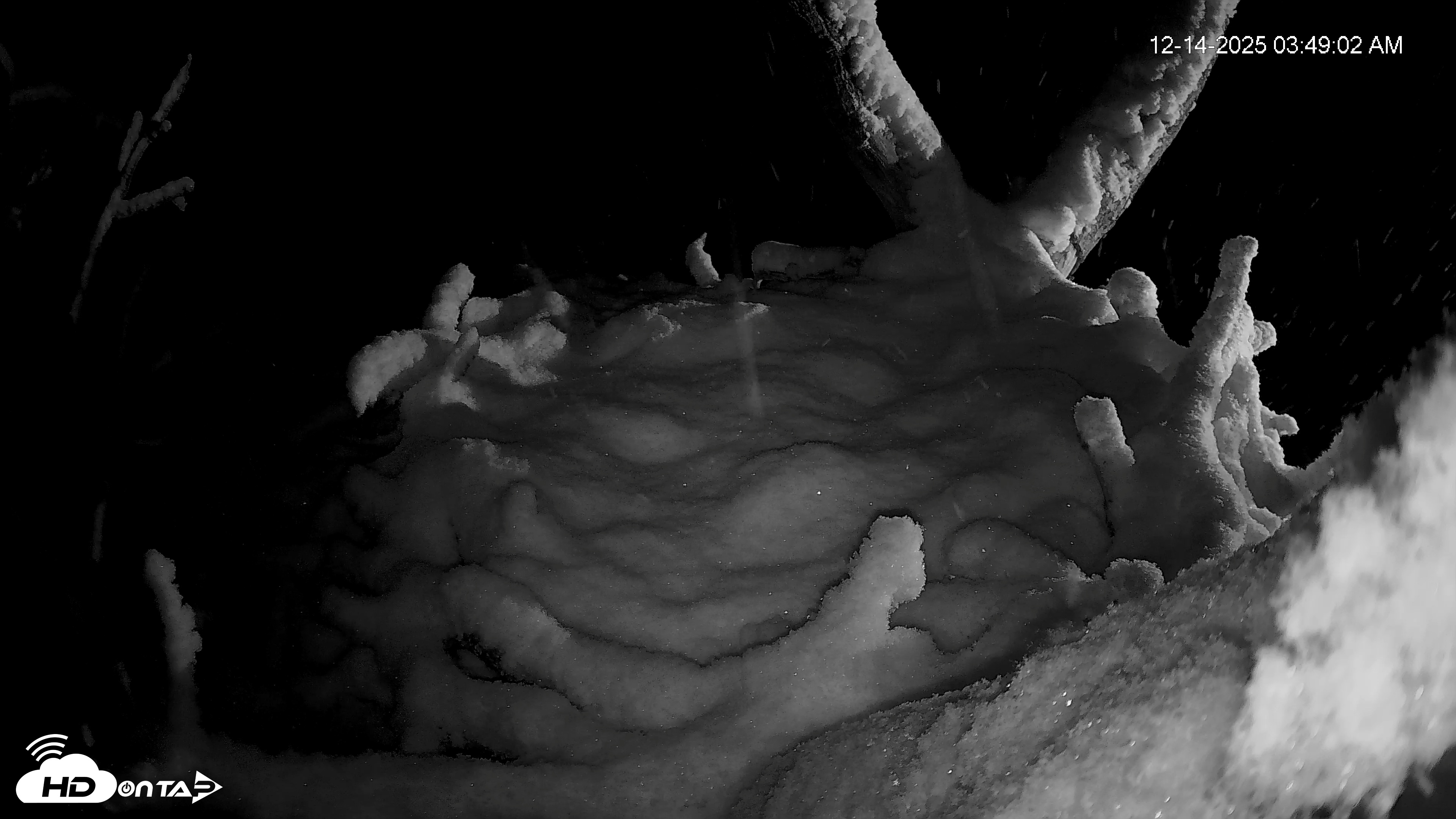 Snapshot of Hanover Eagles Live Cam taken Dec 14, 2025, 3:50am EST