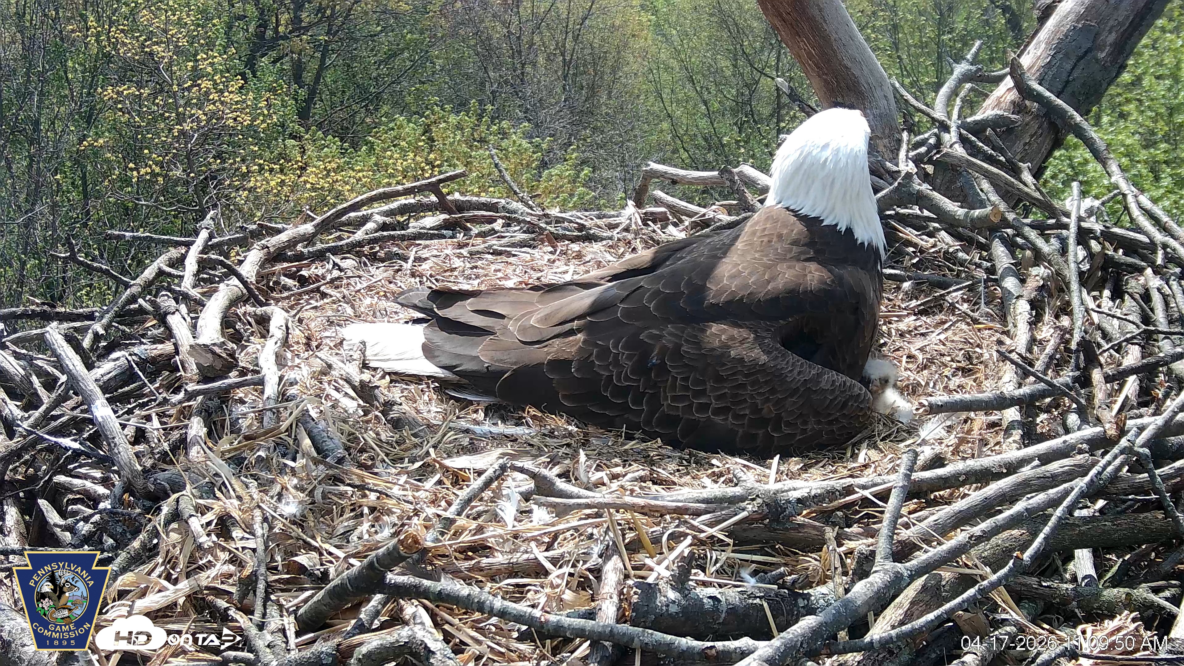 Snapshot of Hanover Eagles Live Cam taken Apr 17, 2026, 11:10am EDT