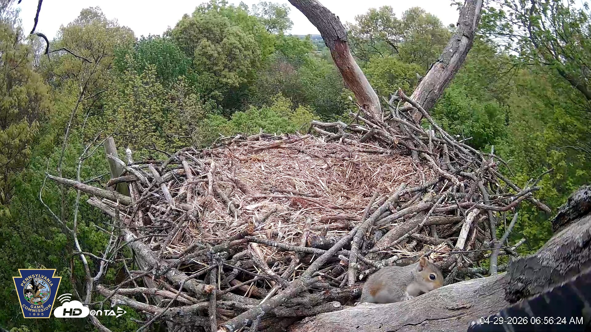 Snapshot of Hanover Eagles Live Cam taken Apr 29, 2026, 6:56am EDT