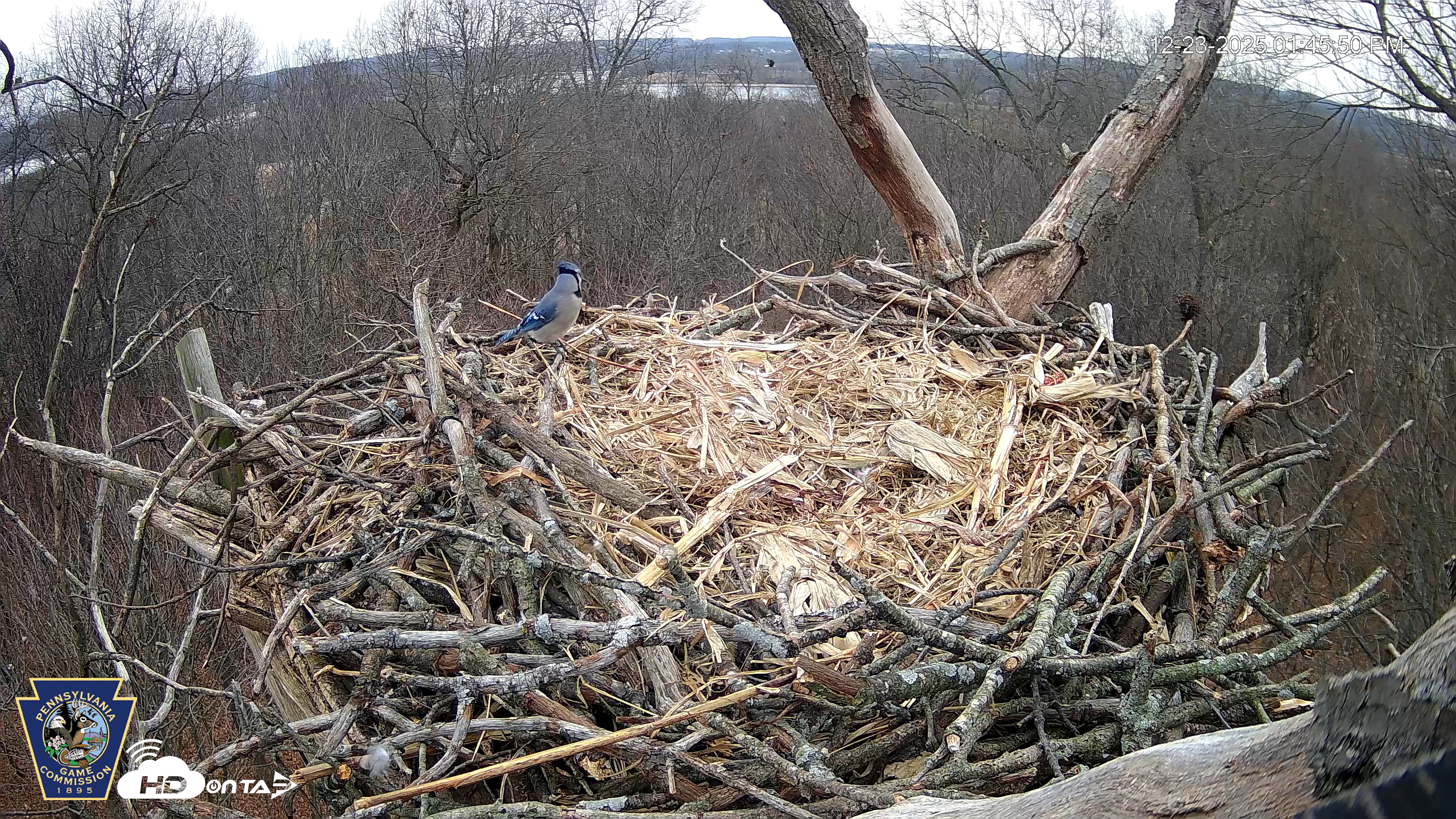 Snapshot of Hanover Eagles Live Cam taken Dec 23, 2025, 1:45pm EST