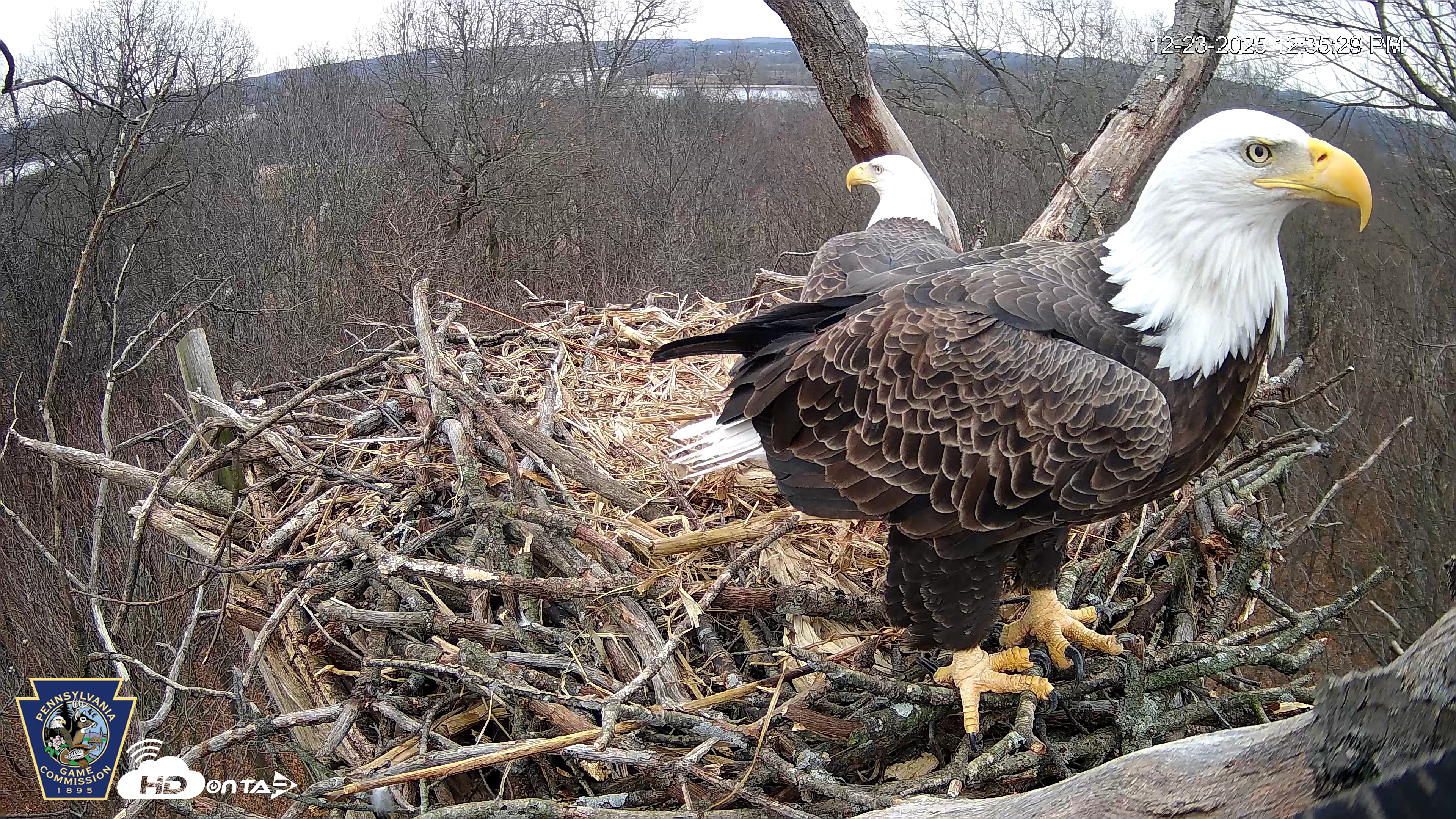 Snapshot of Hanover Eagles Live Cam taken Dec 23, 2025, 12:35pm EST