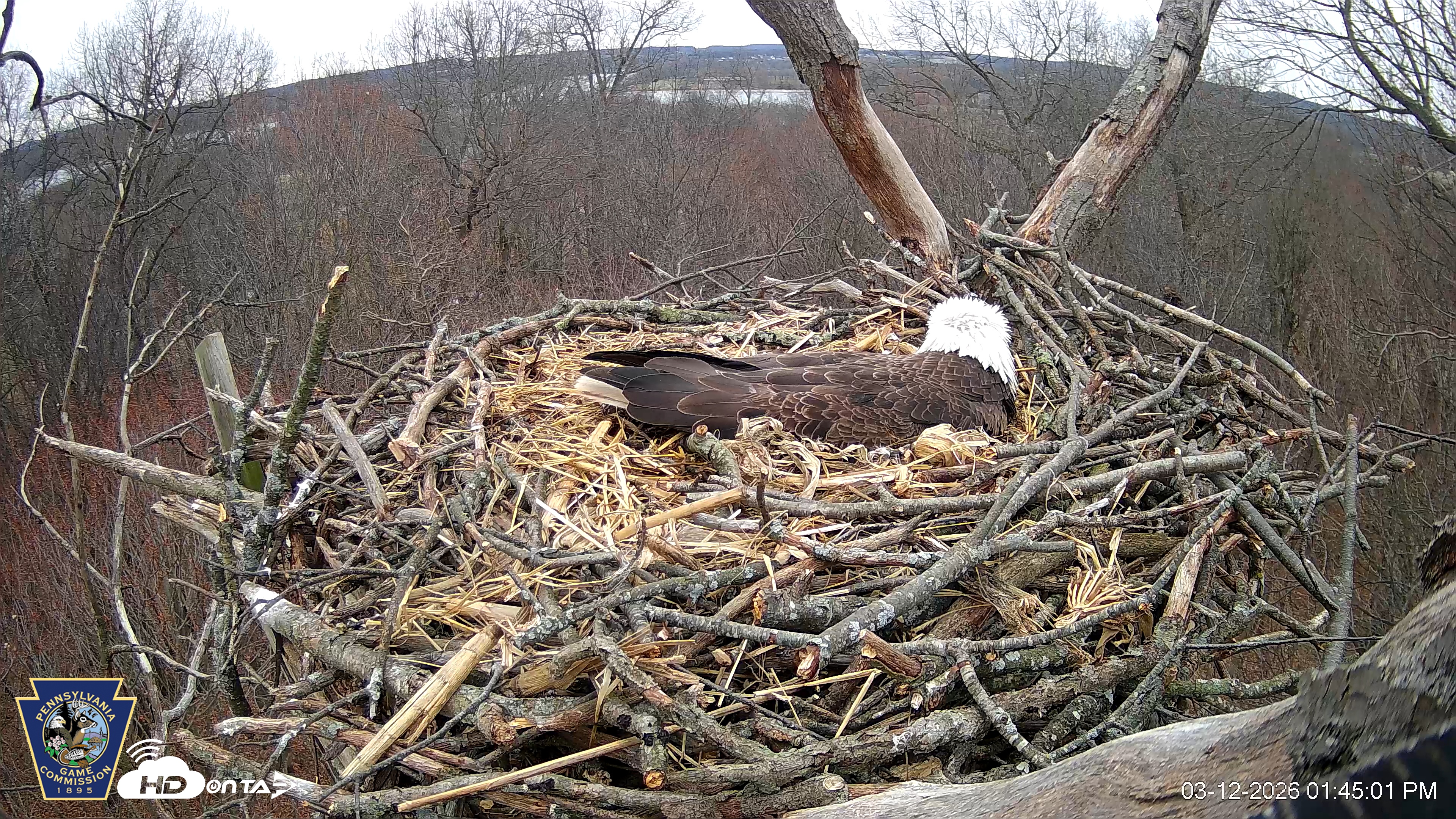 Snapshot of Hanover Eagles Live Cam taken Mar 12, 2026, 1:45pm EDT