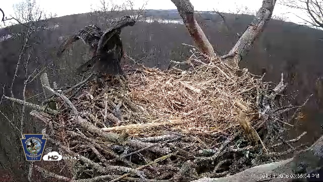 Snapshot of Hanover Eagles Live Cam taken Jan 16, 2026, 3:55pm EST