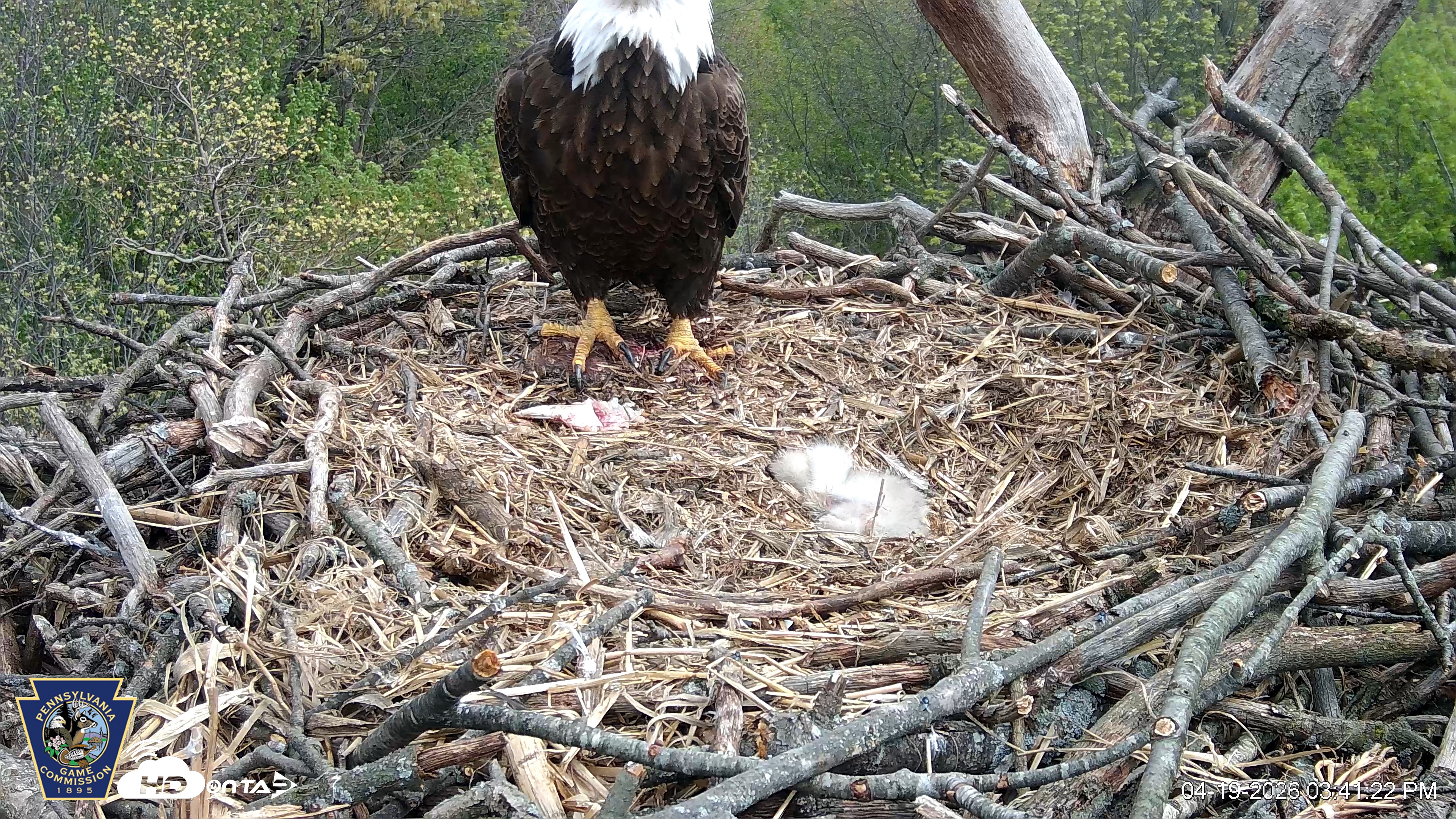Snapshot of Hanover Eagles Live Cam taken Apr 19, 2026, 3:42pm EDT