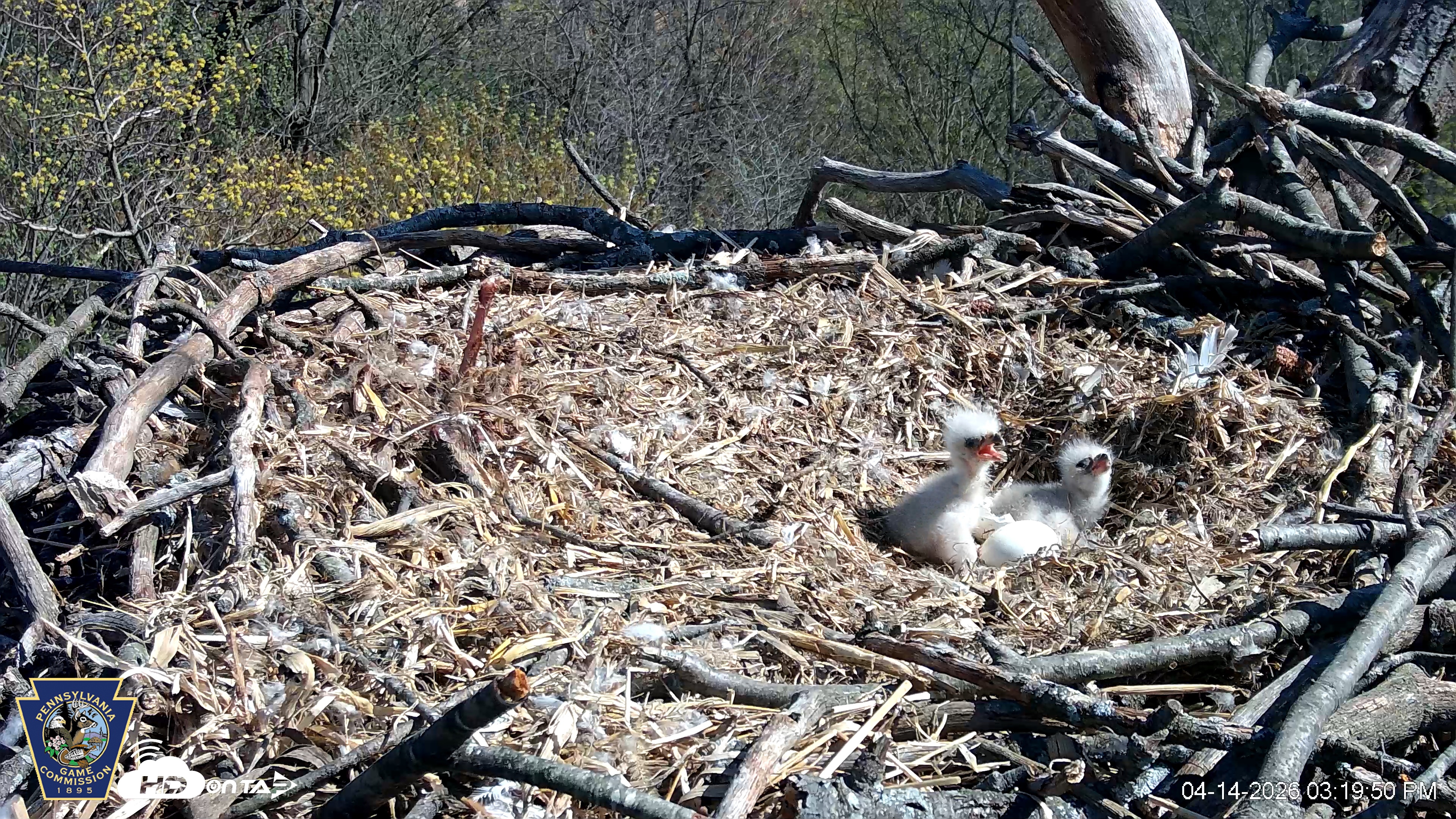 Snapshot of Hanover Eagles Live Cam taken Apr 14, 2026, 3:20pm EDT