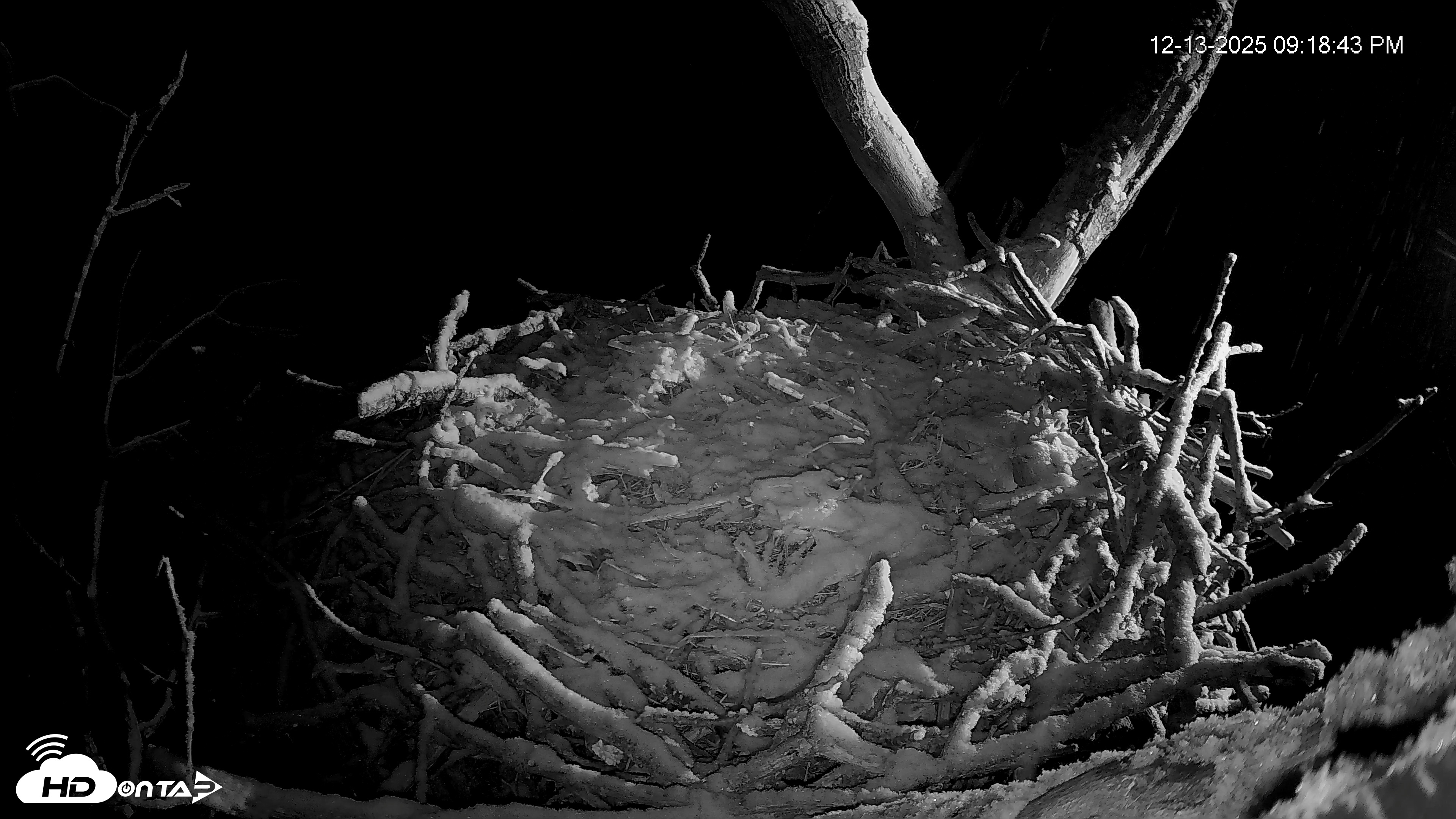 Snapshot of Hanover Eagles Live Cam taken Dec 13, 2025, 9:19pm EST