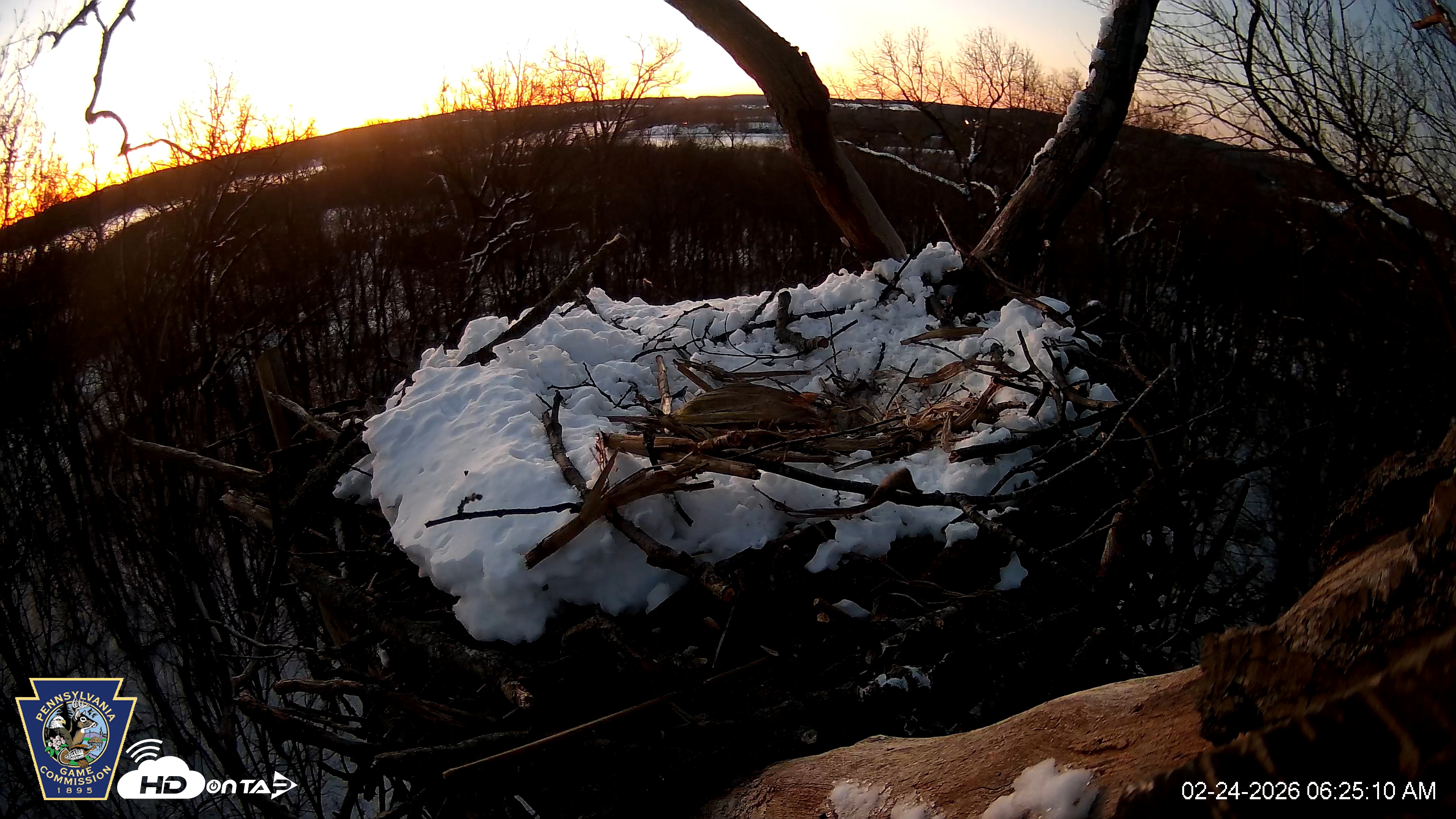 Snapshot of Hanover Eagles Live Cam taken Feb 24, 2026, 6:25am EST